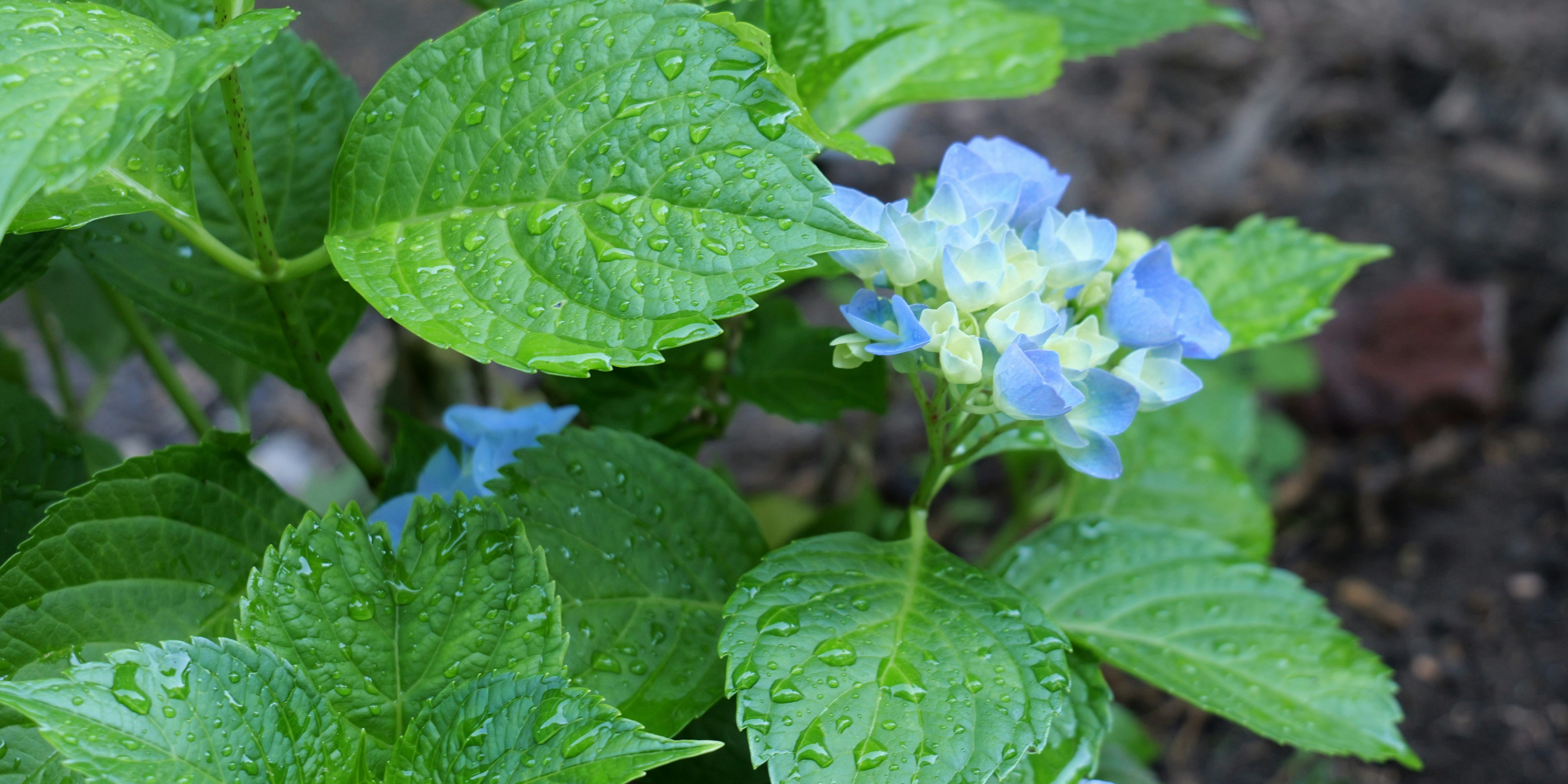 A close up of a plant with blue flowers