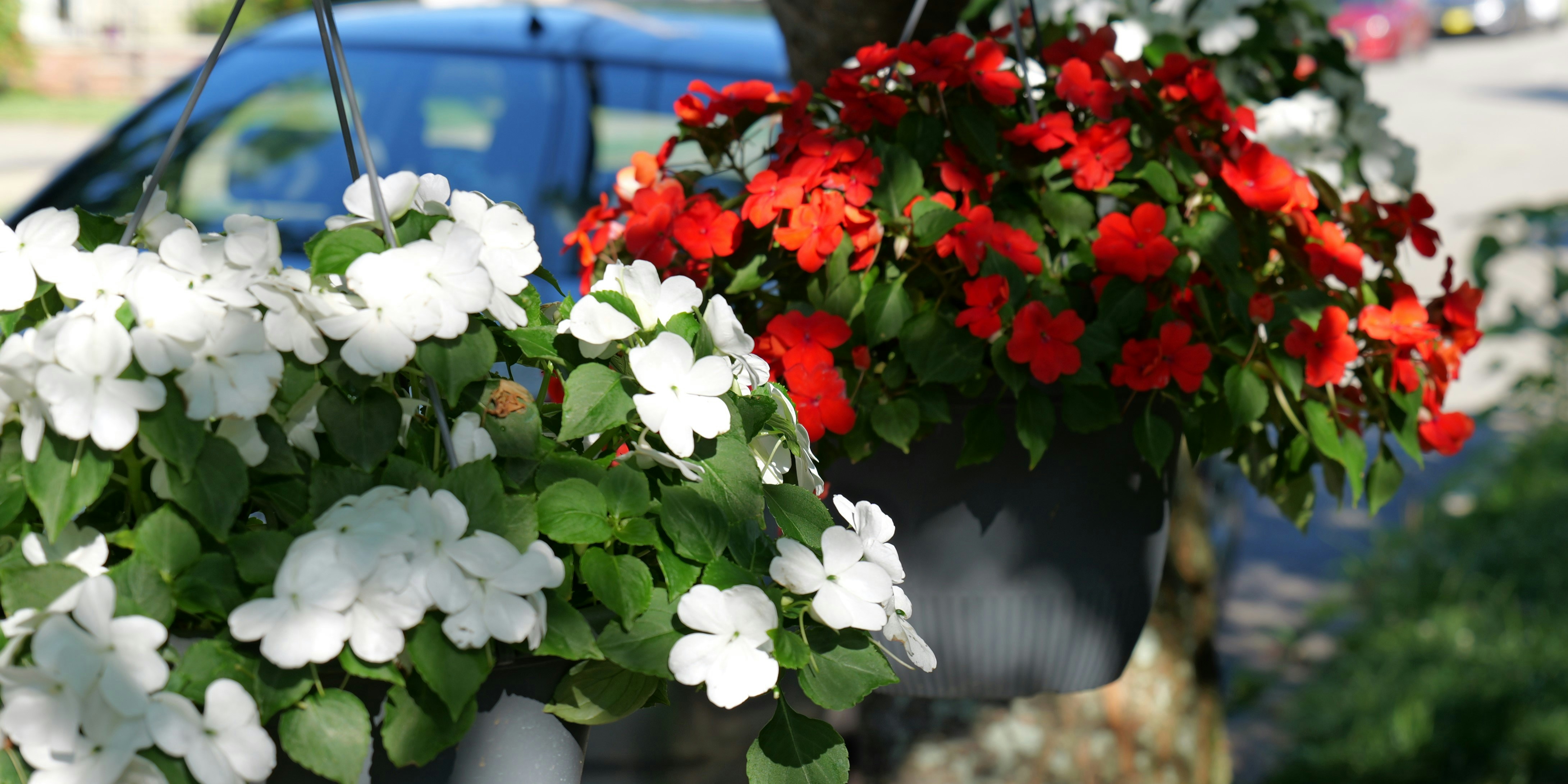 A bunch of flowers that are hanging from a tree