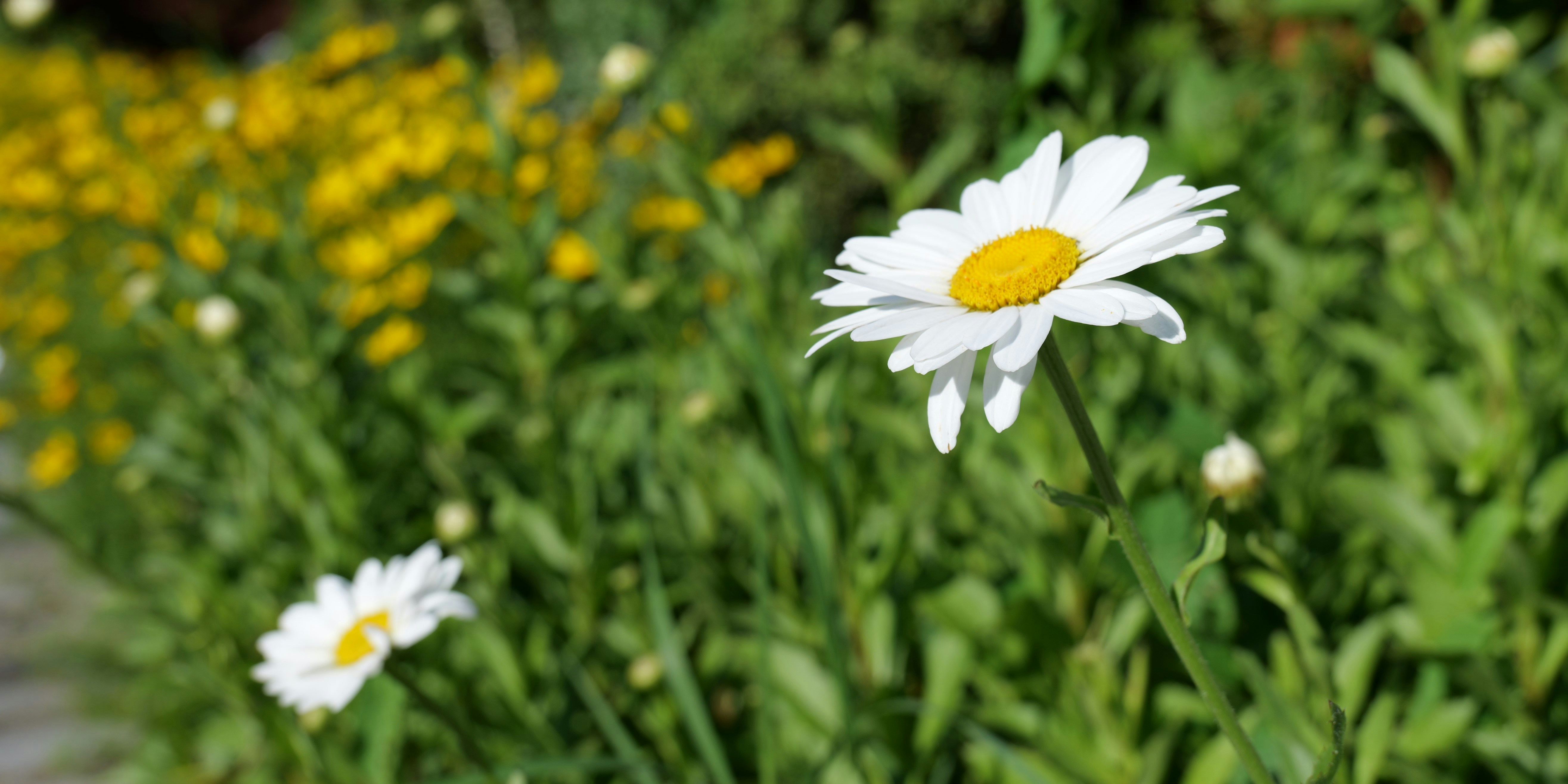 A bunch of daisies are growing in a garden