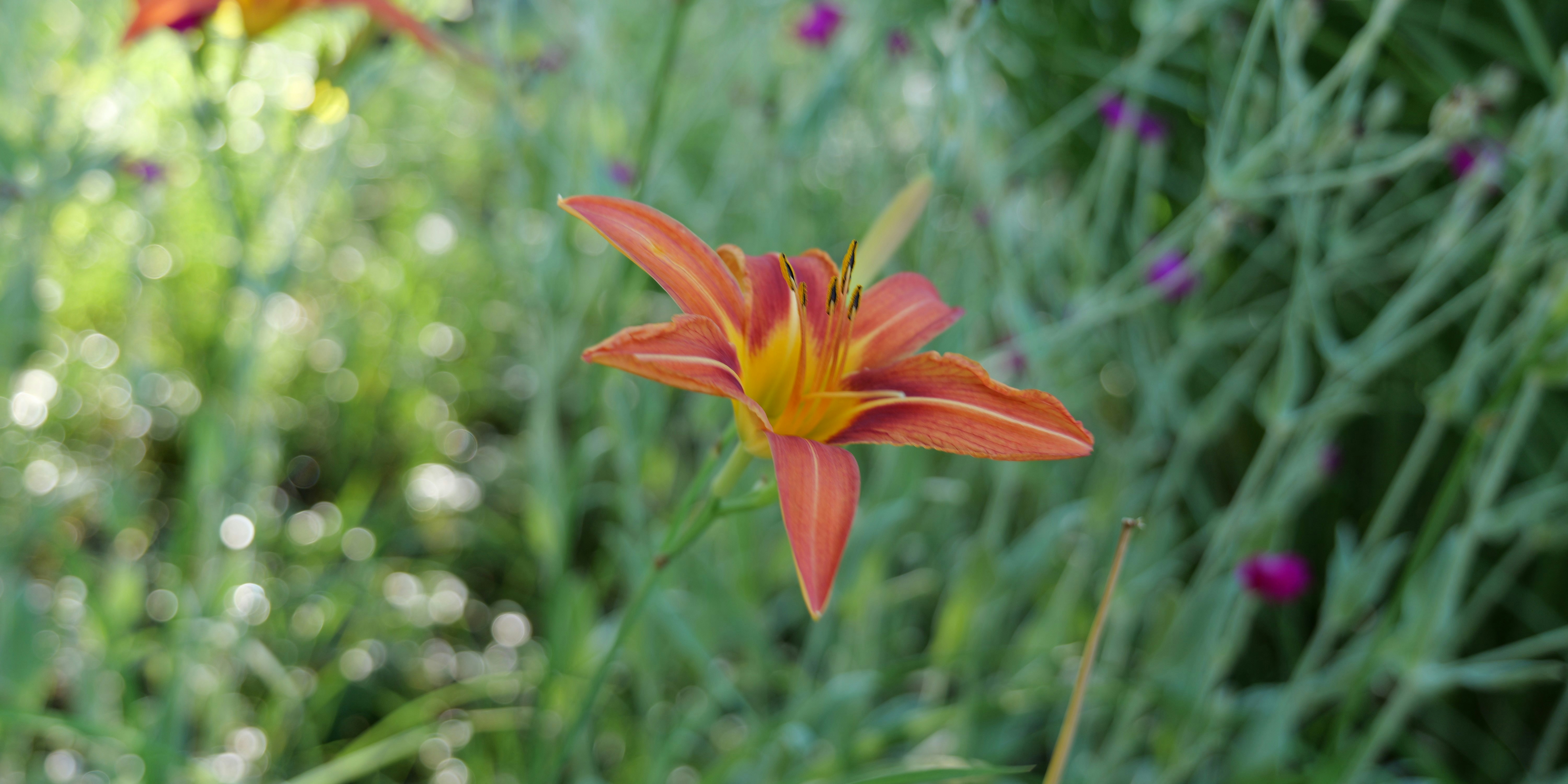 A close up of a flower in a field