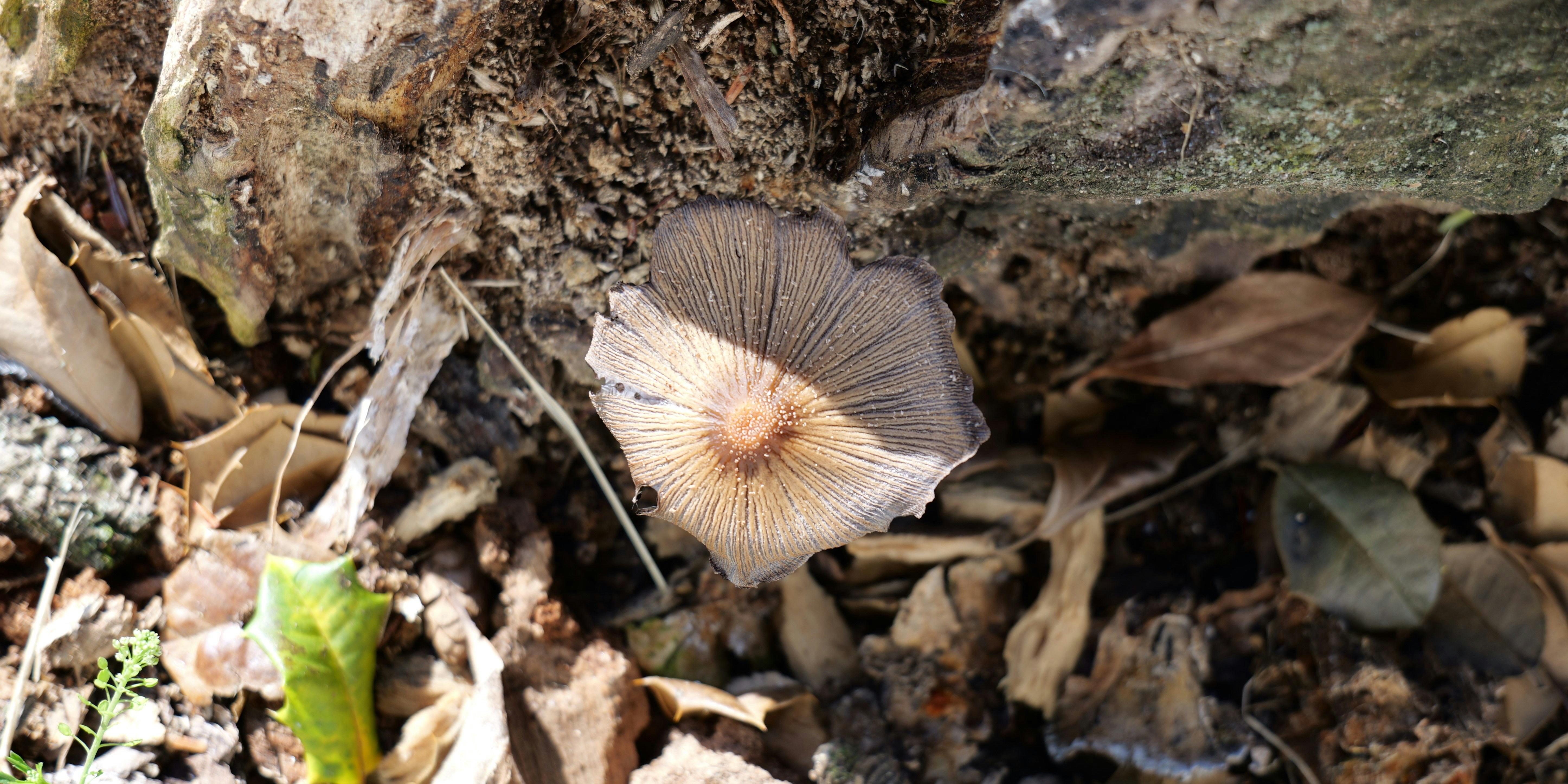 A group of mushrooms that are on the ground