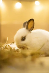 A small white rabbit sitting on top of a pile of hay