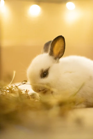 A small white rabbit sitting on top of a pile of hay