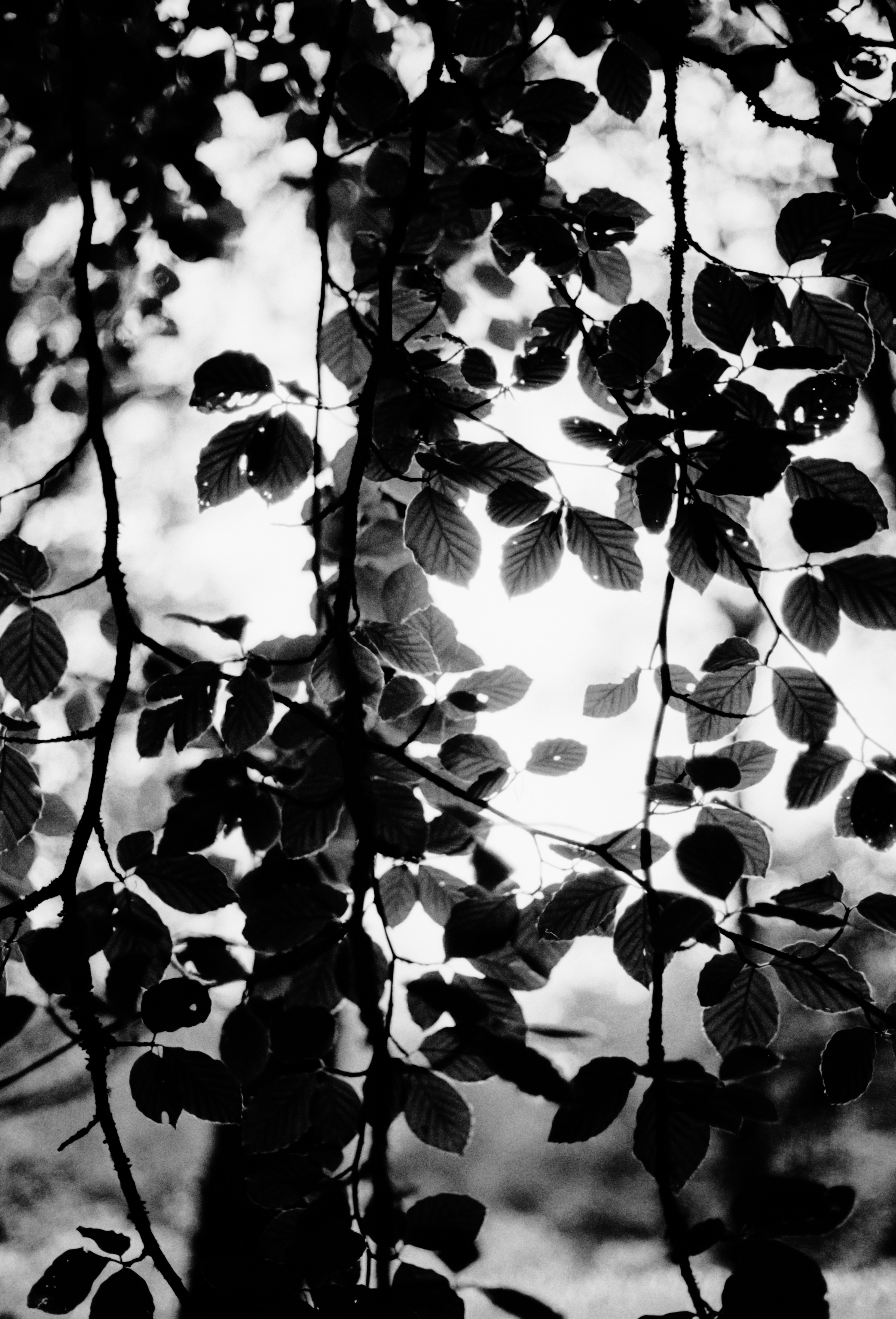 Photo by anniespratt