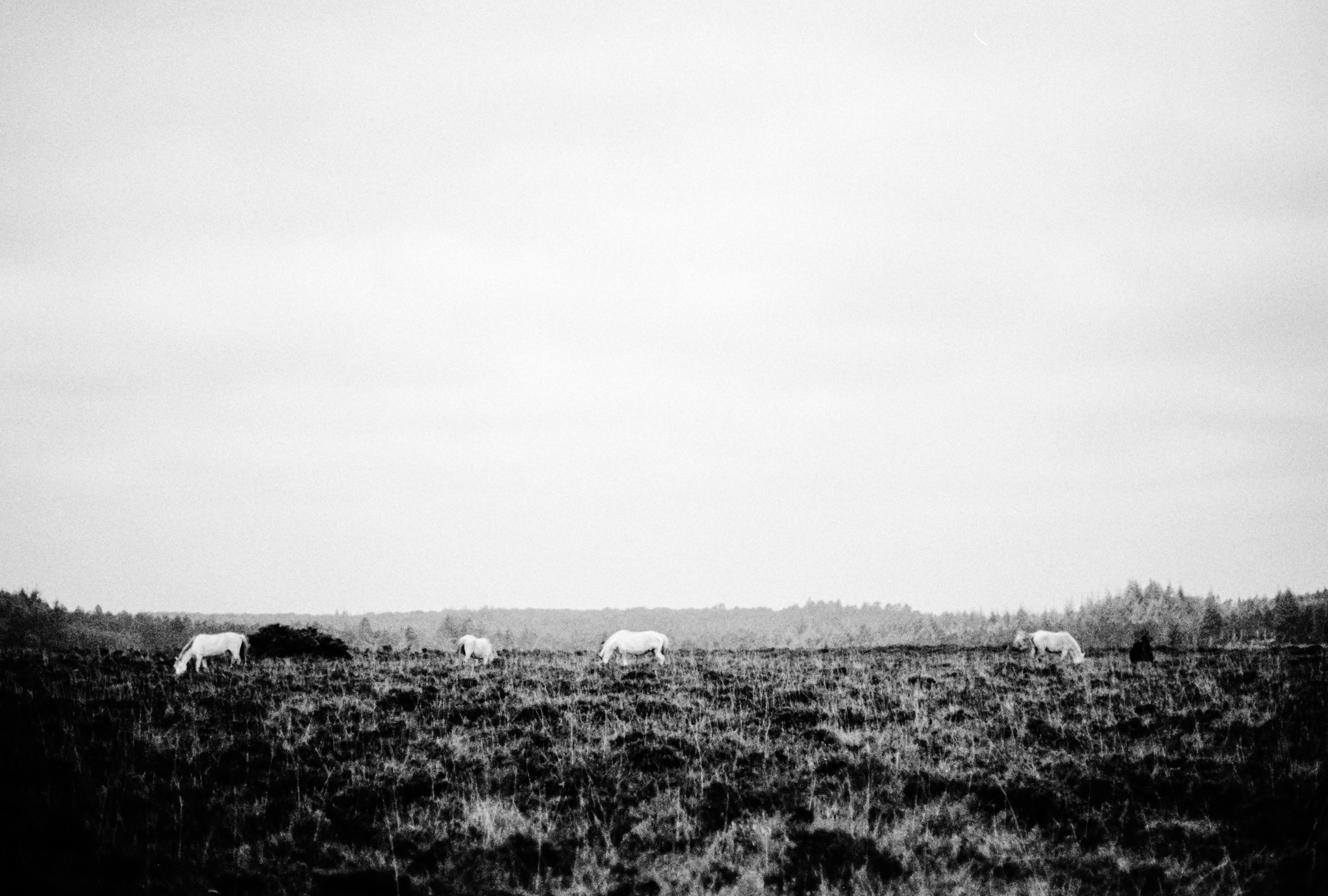 Pony's Tragic Demise at Christmas Event Sparks Urgent Investigation Calls