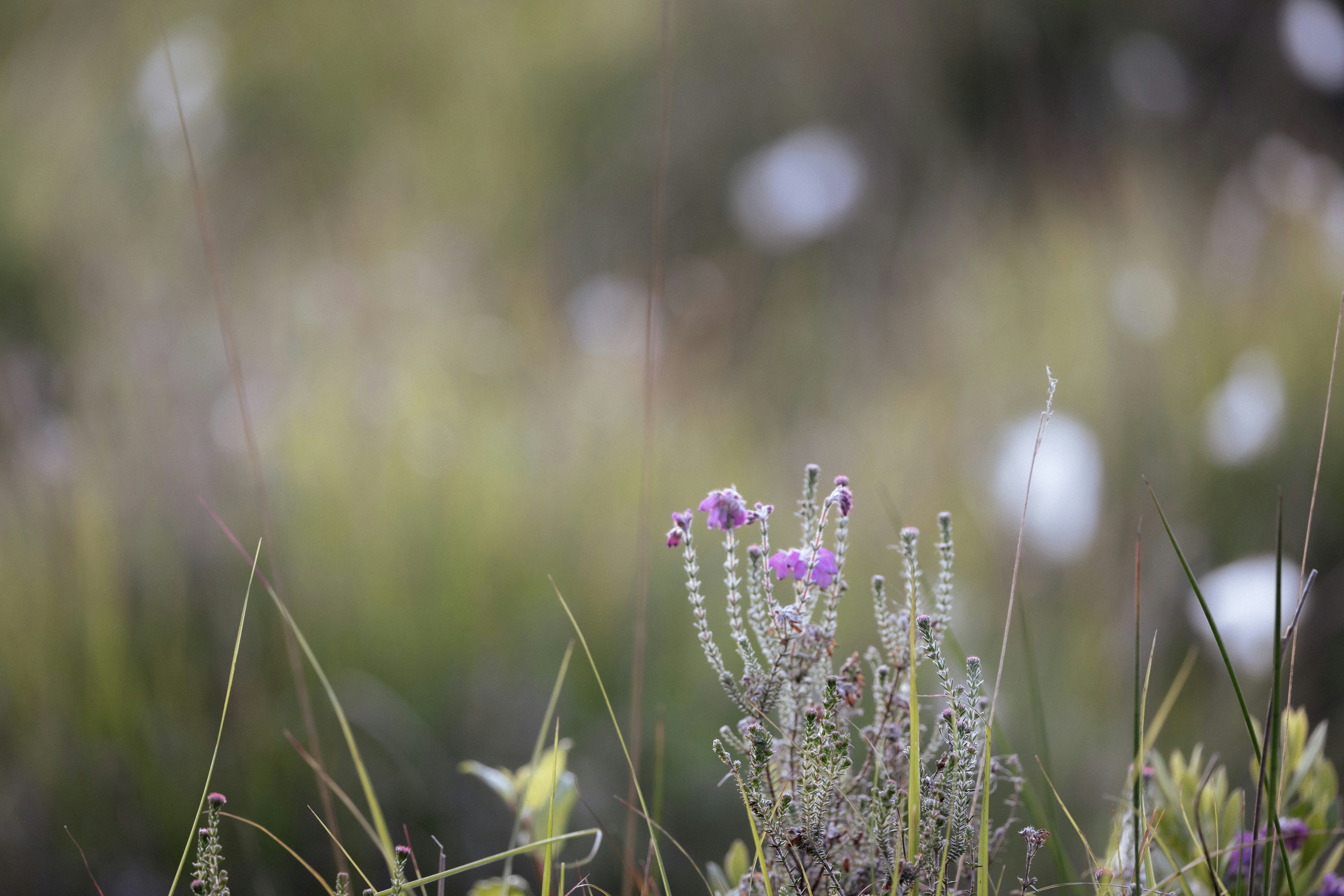 Photo by anniespratt