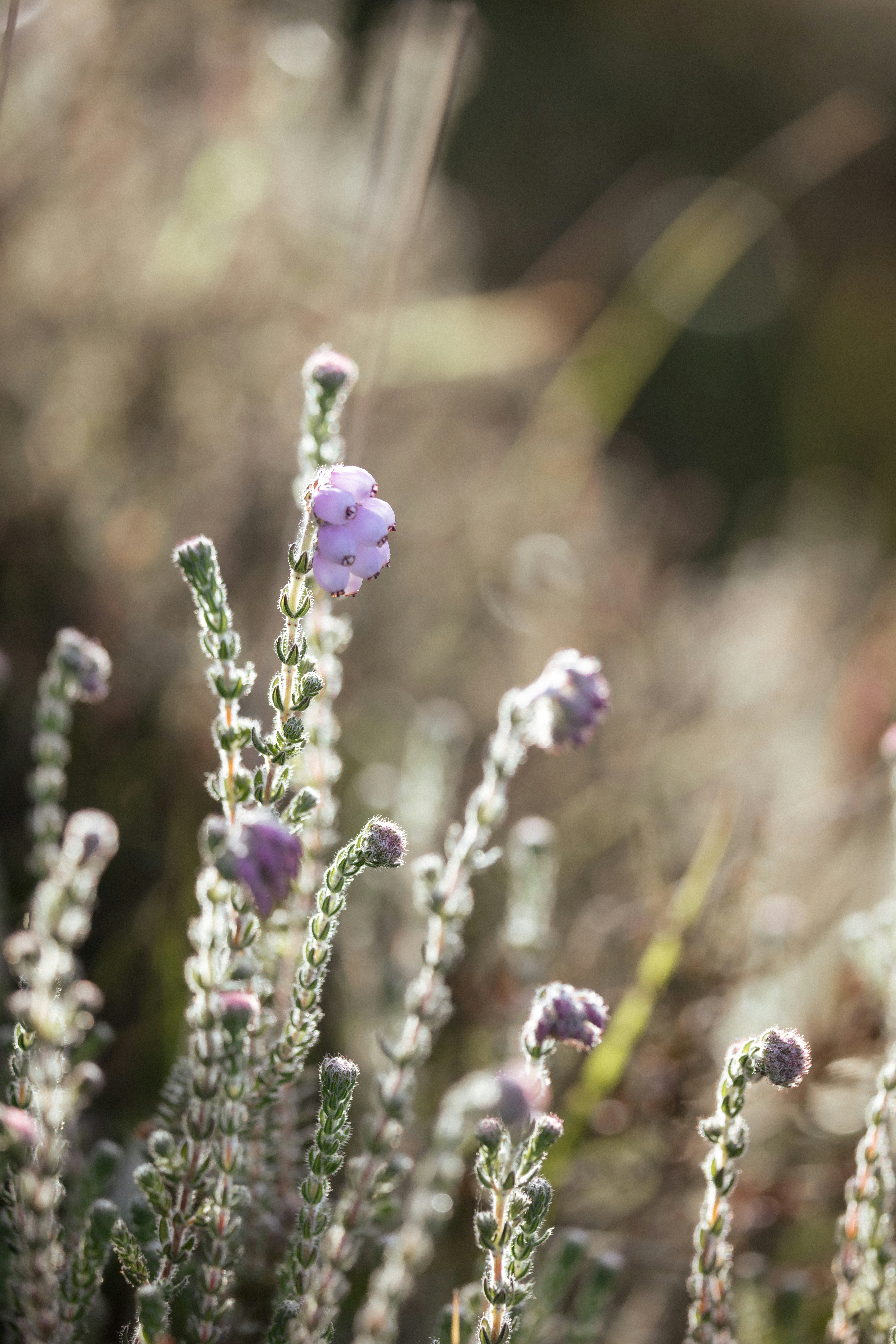 Photo by anniespratt