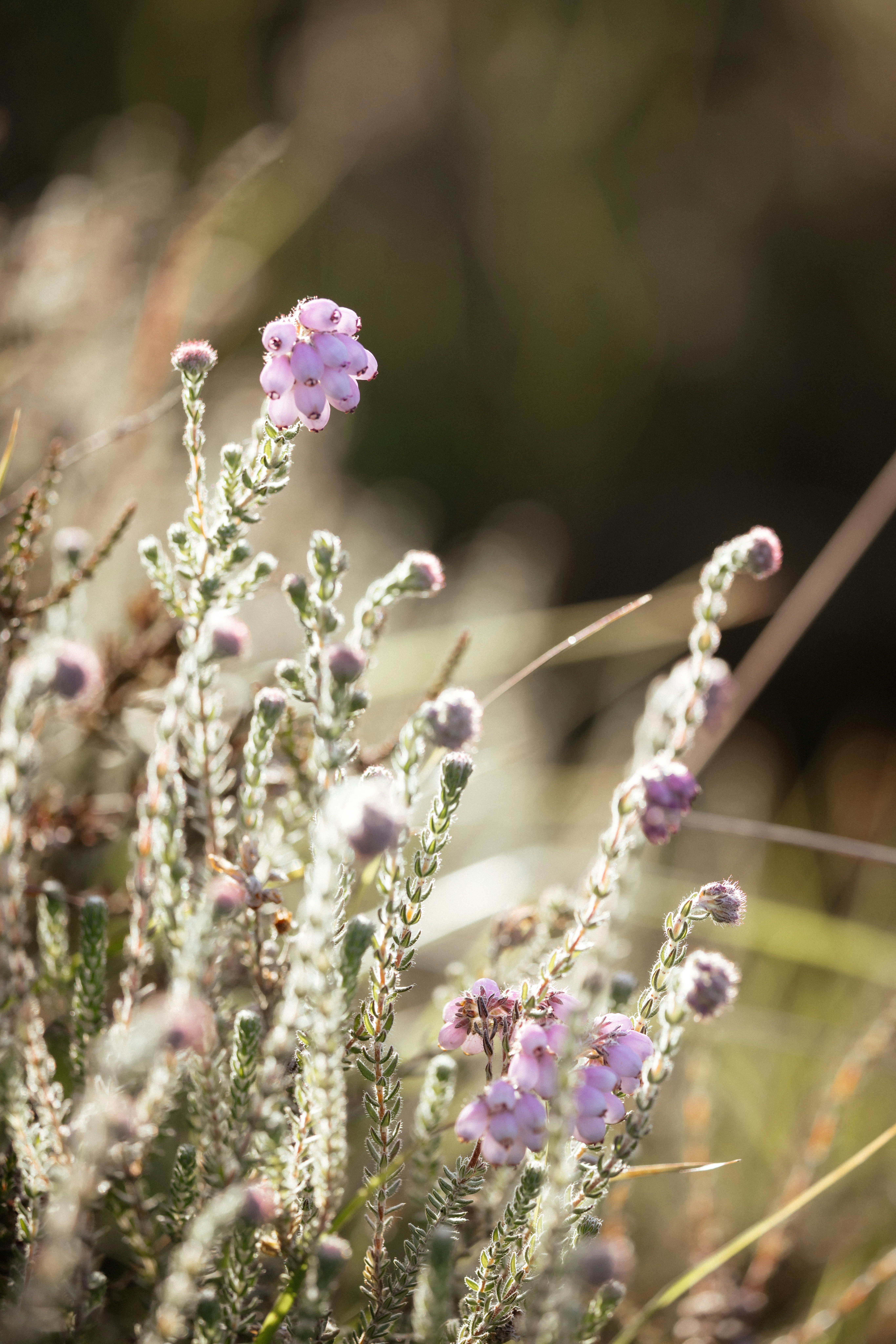 Photo by anniespratt