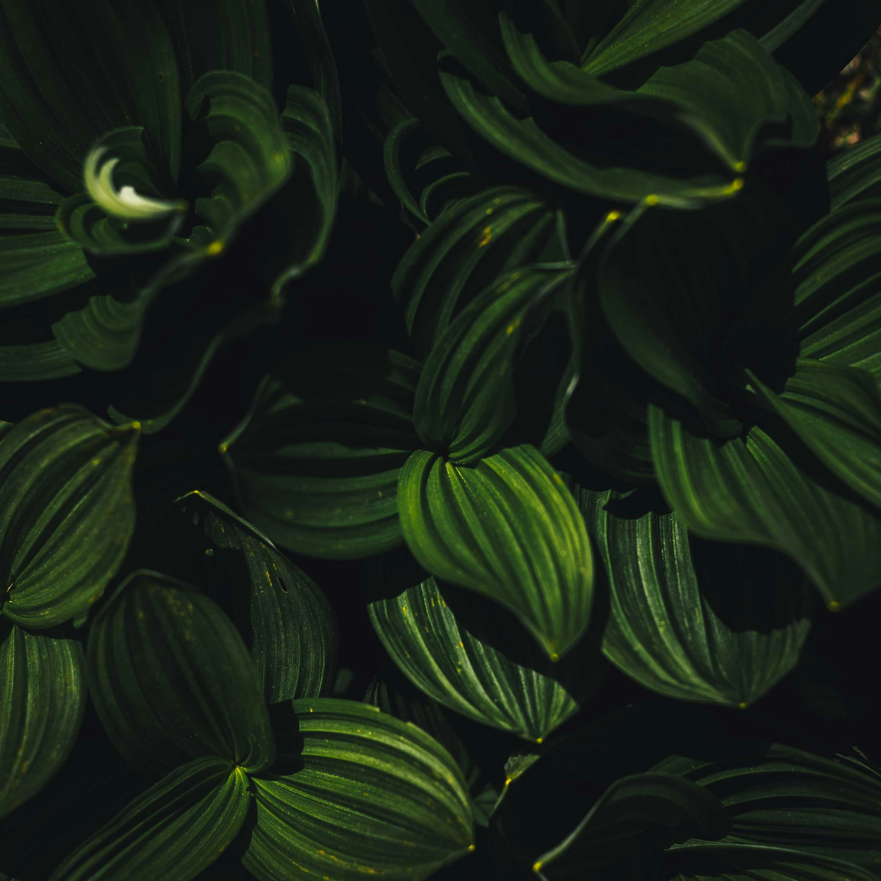 A close up of a bunch of green leaves