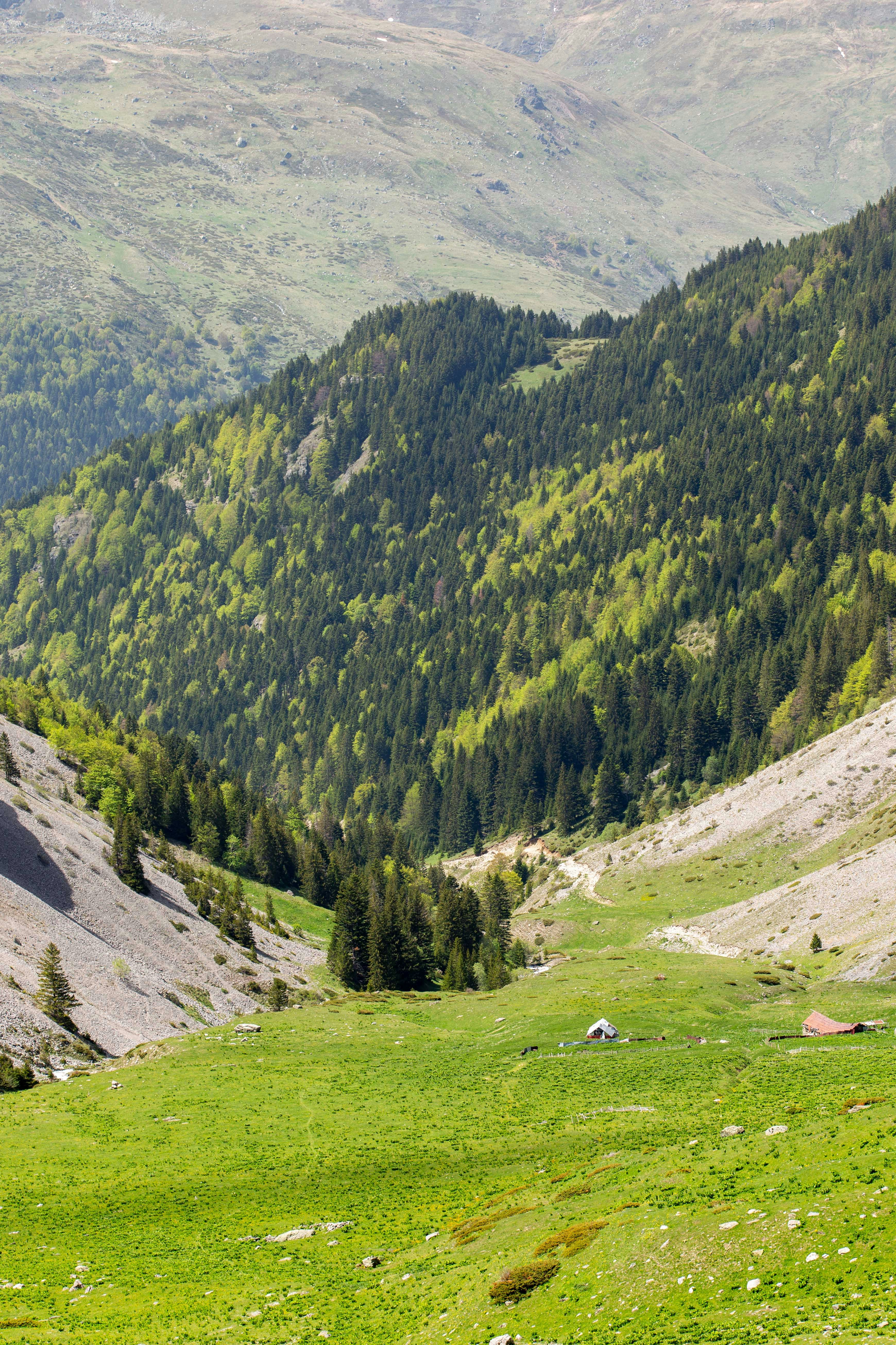 A herd of sheep grazing on a lush green hillside
