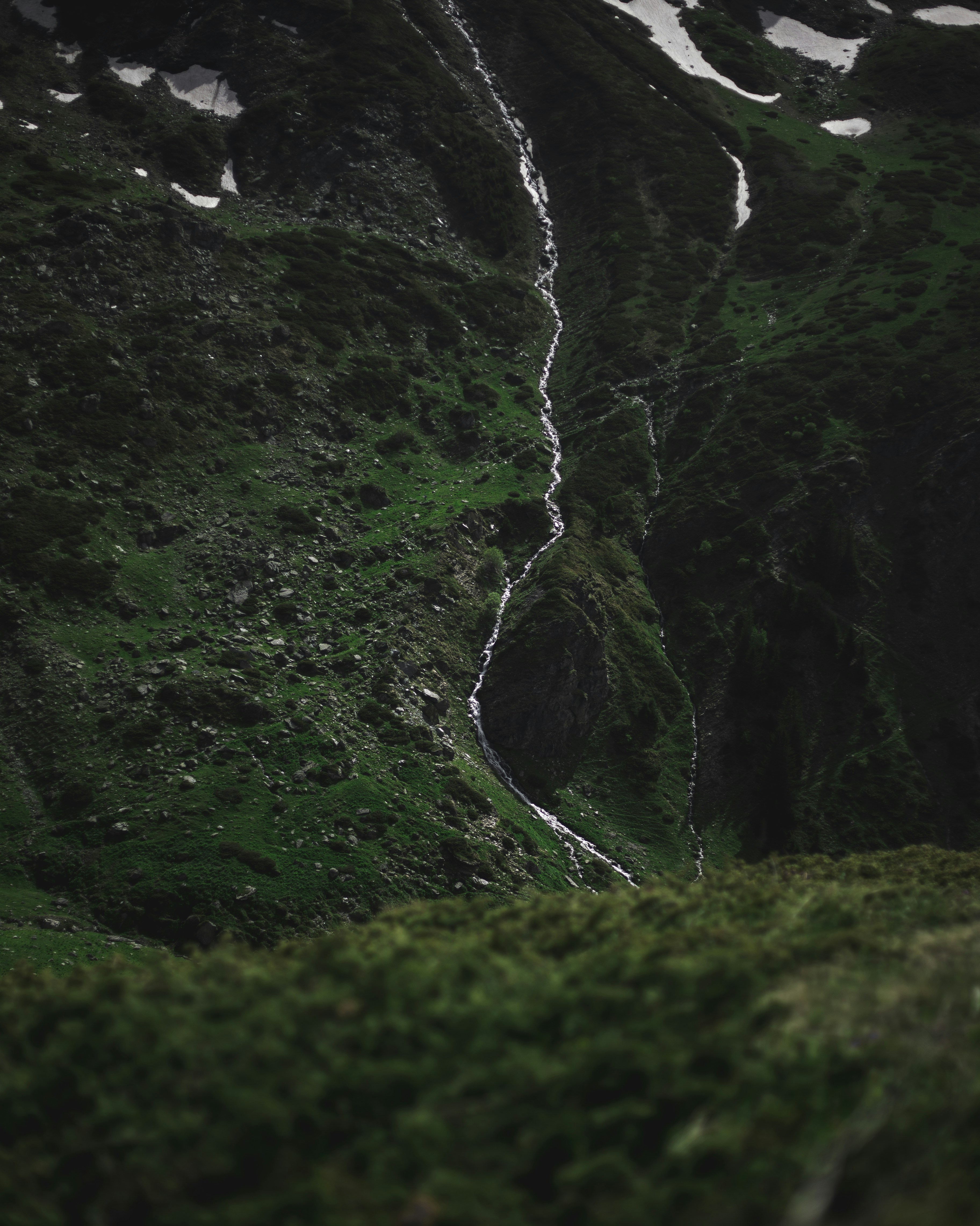 A man standing in the middle of a lush green field
