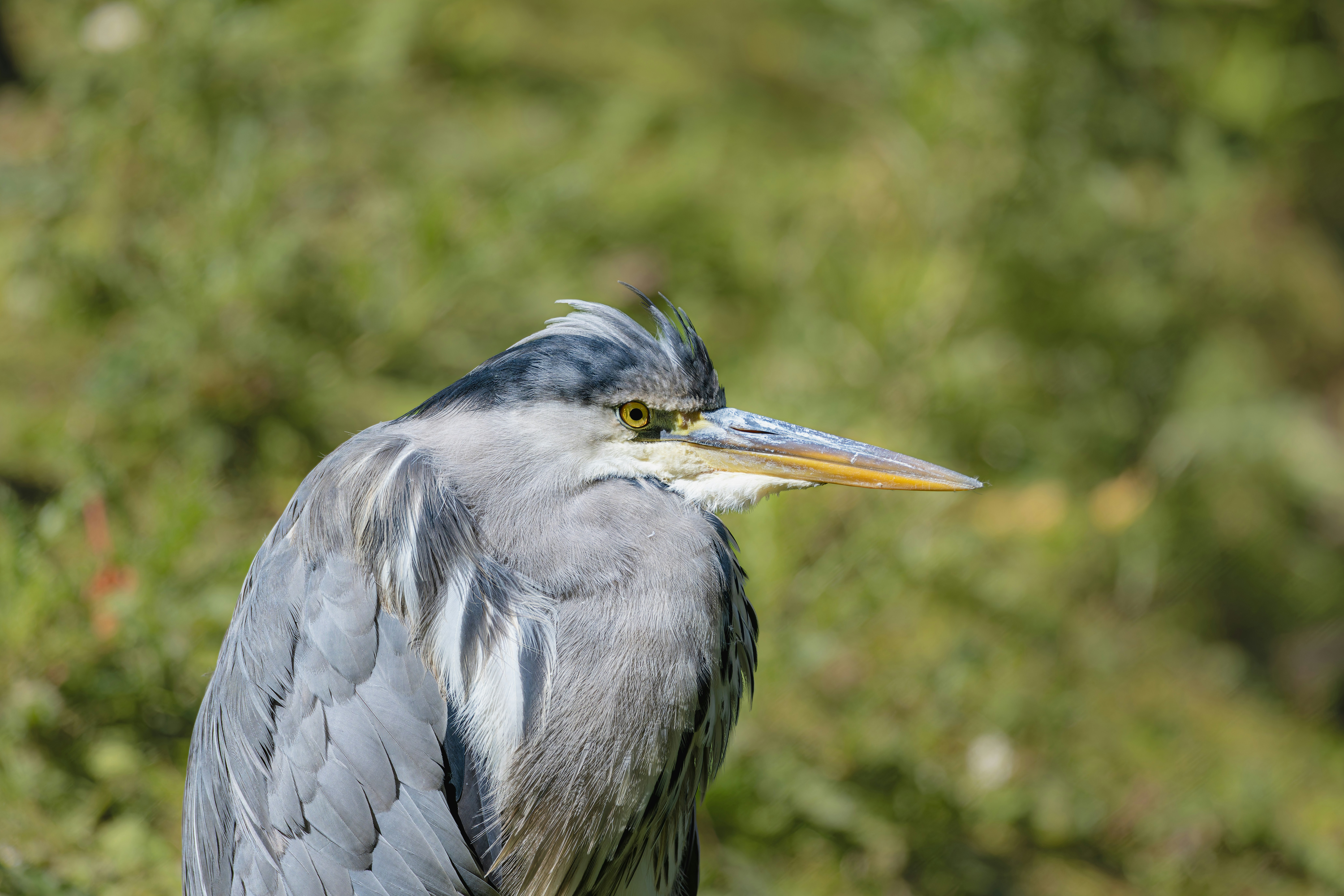 Photo by siegfriedpoepperl