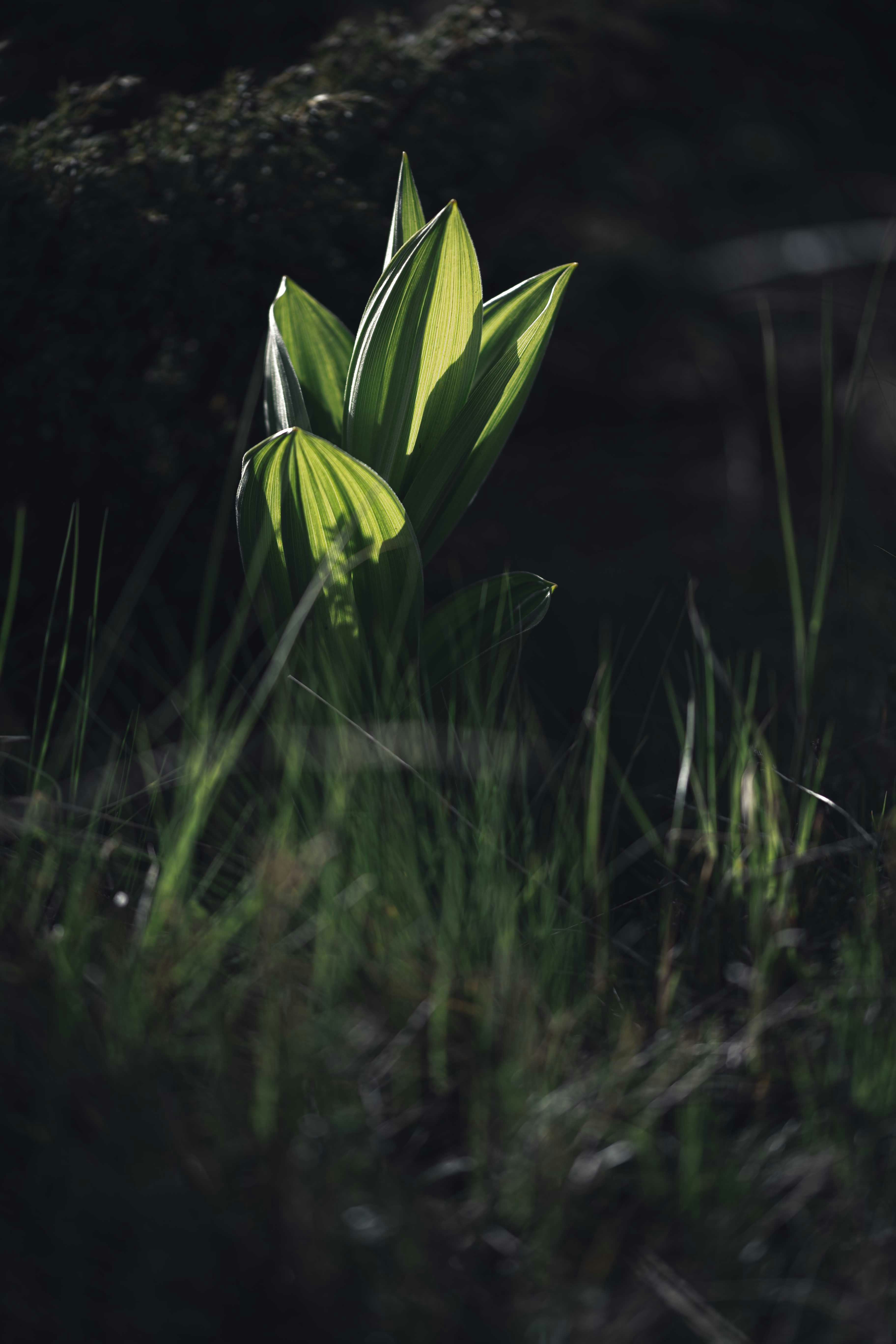 A small green plant in the middle of some grass