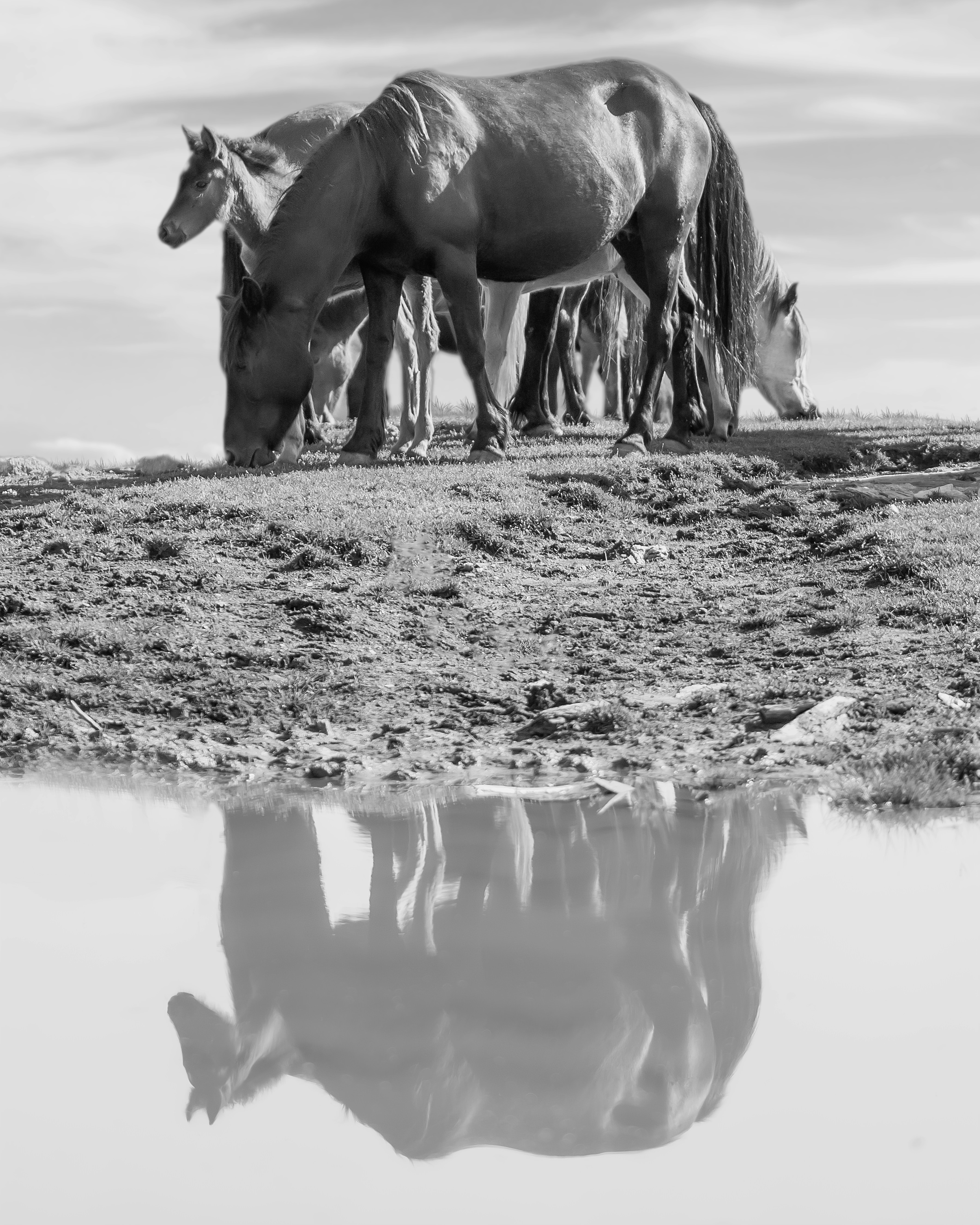 A group of horses standing next to each other