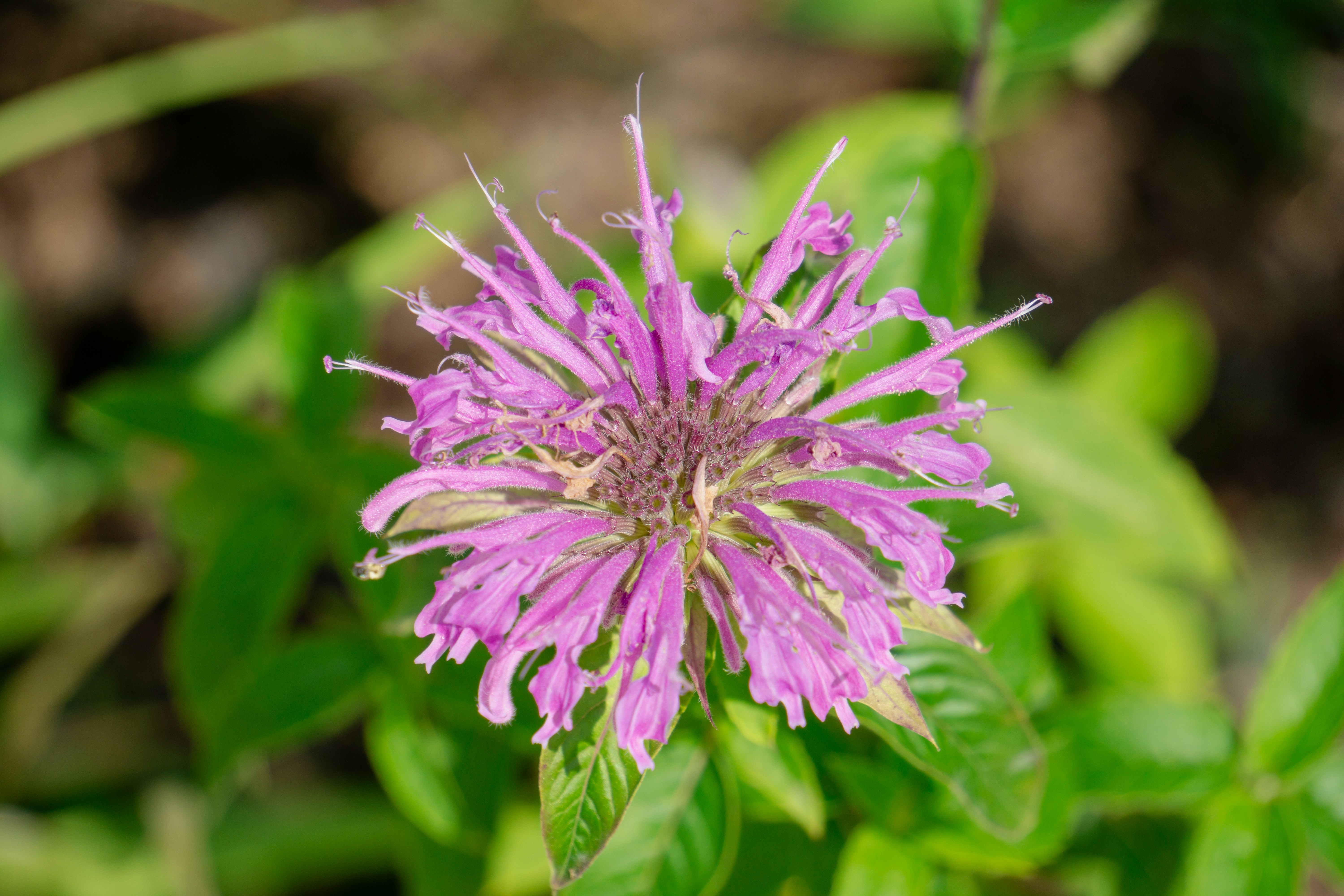 Photo by aravindreddytarugu