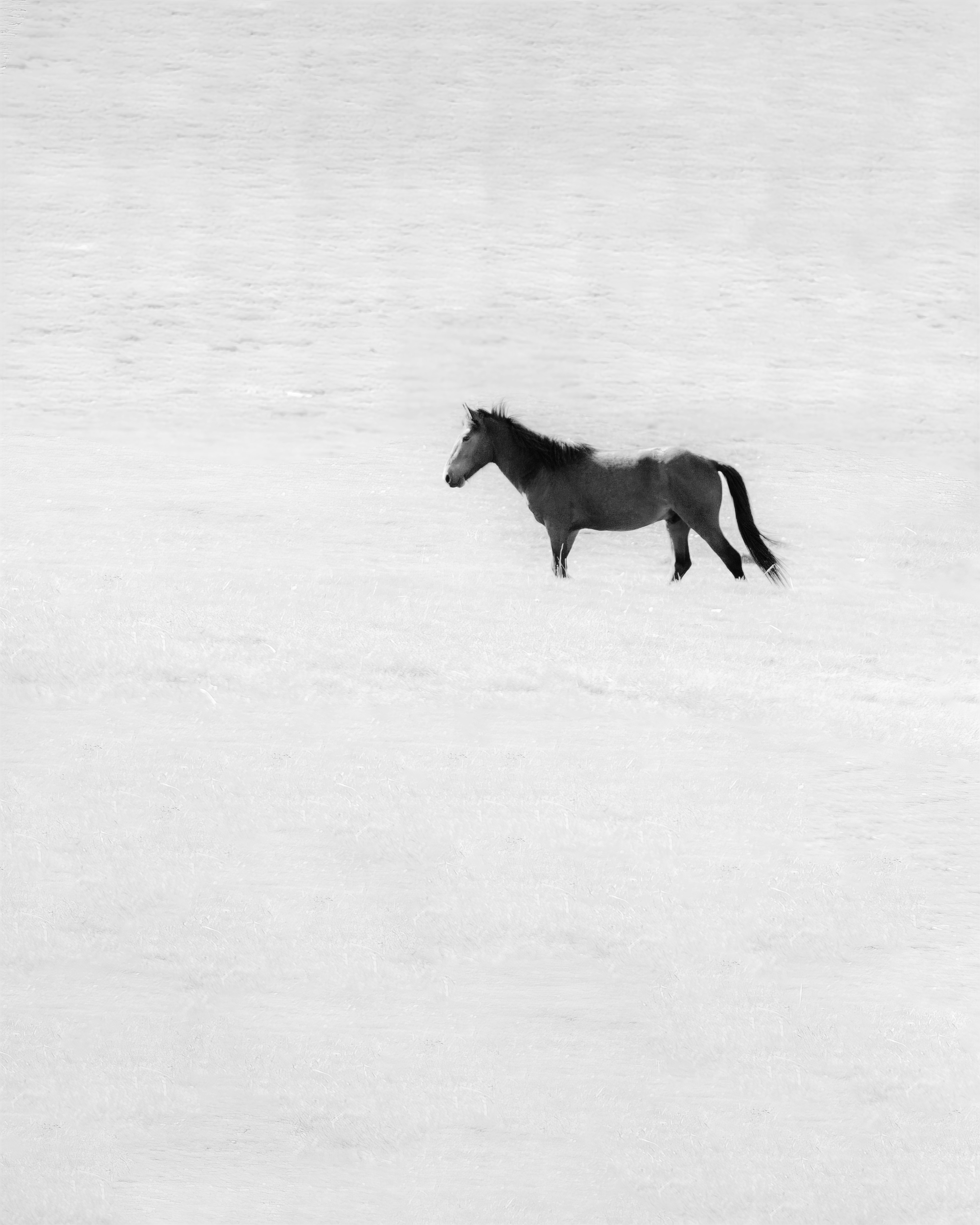 A black and white photo of a horse running in the snow