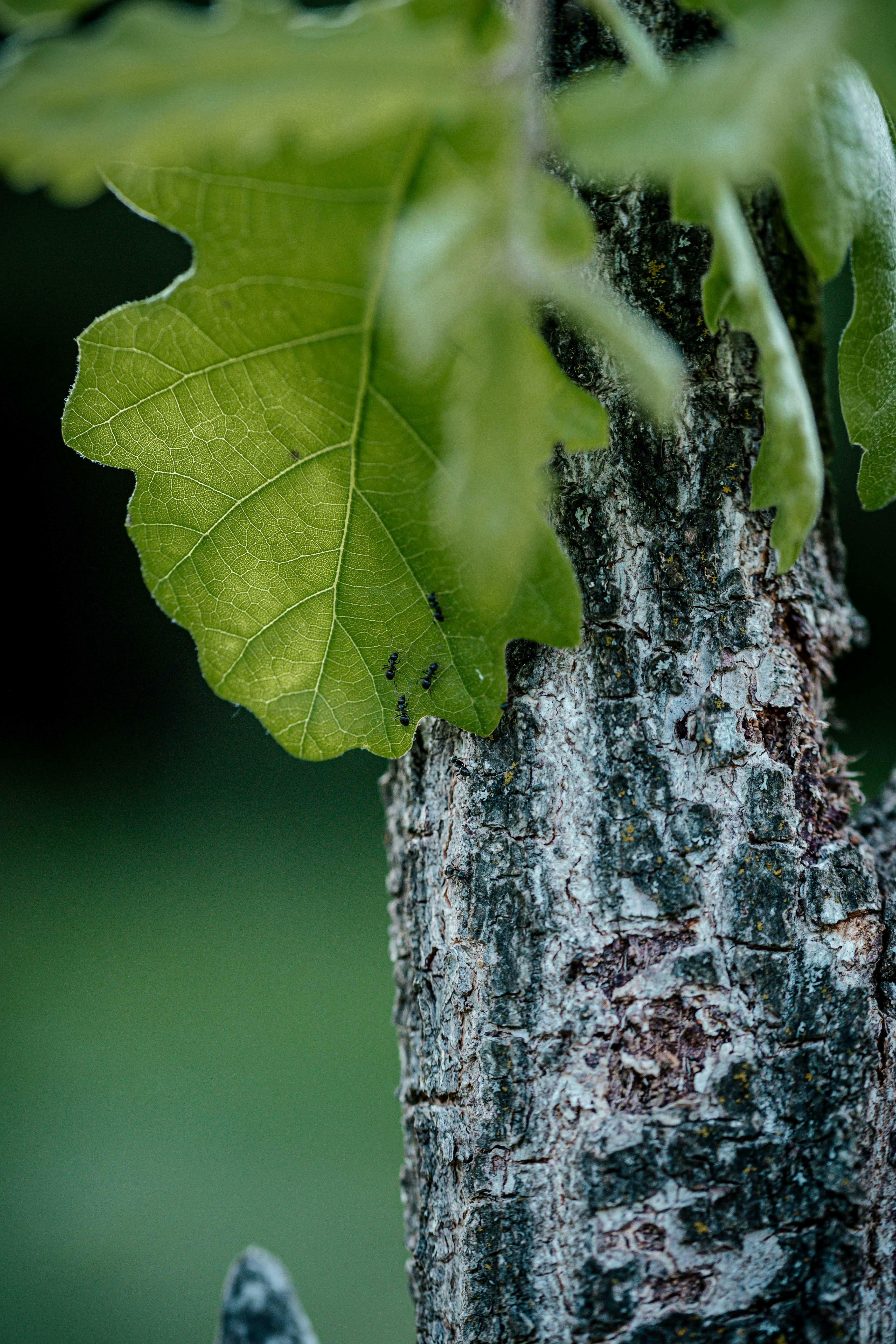 A close up of a leaf on a tree