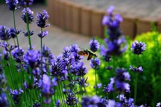 A bunch of purple flowers in a garden