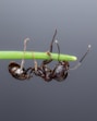 A close up of two ants on a green stem