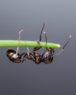 A close up of two ants on a green stem