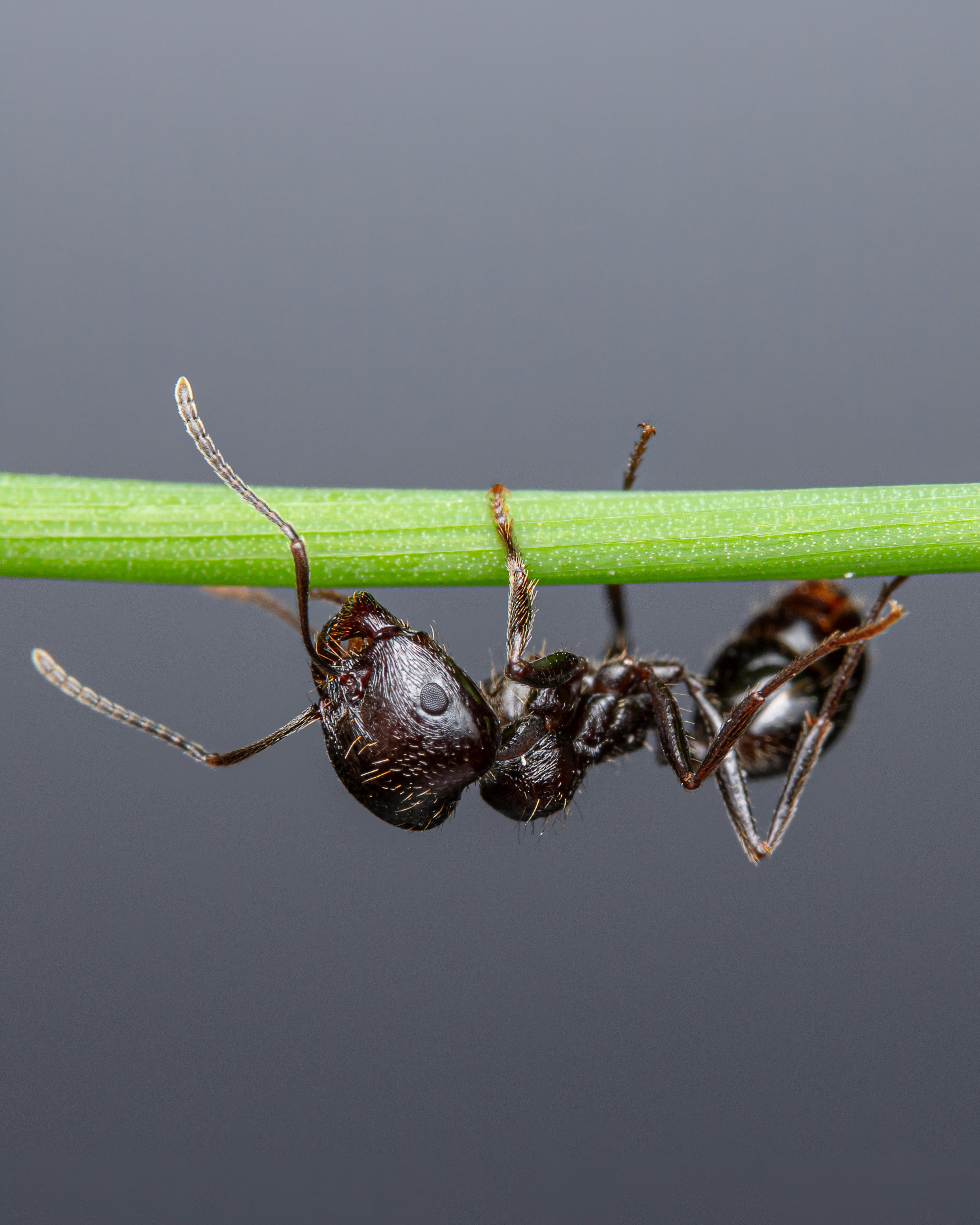 Картинка, поясняваща отговорите на въпроса