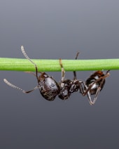 A couple of ants are standing on a green stem