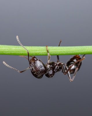 A couple of ants are standing on a green stem