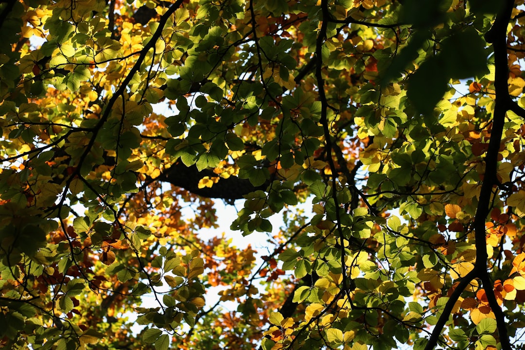 Top 7 Unique Fall Foliage Cruise