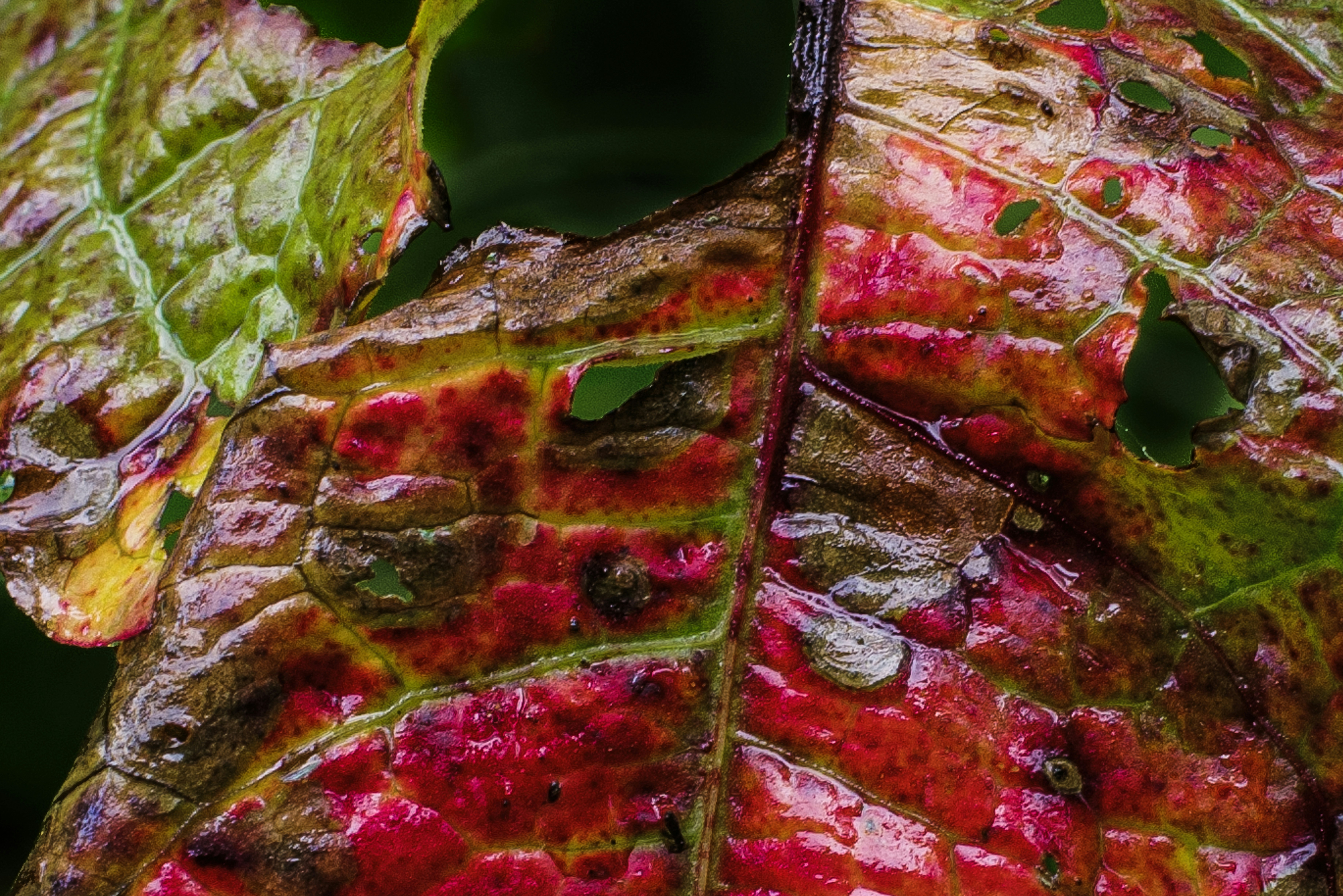 a close up of a red and green leaf