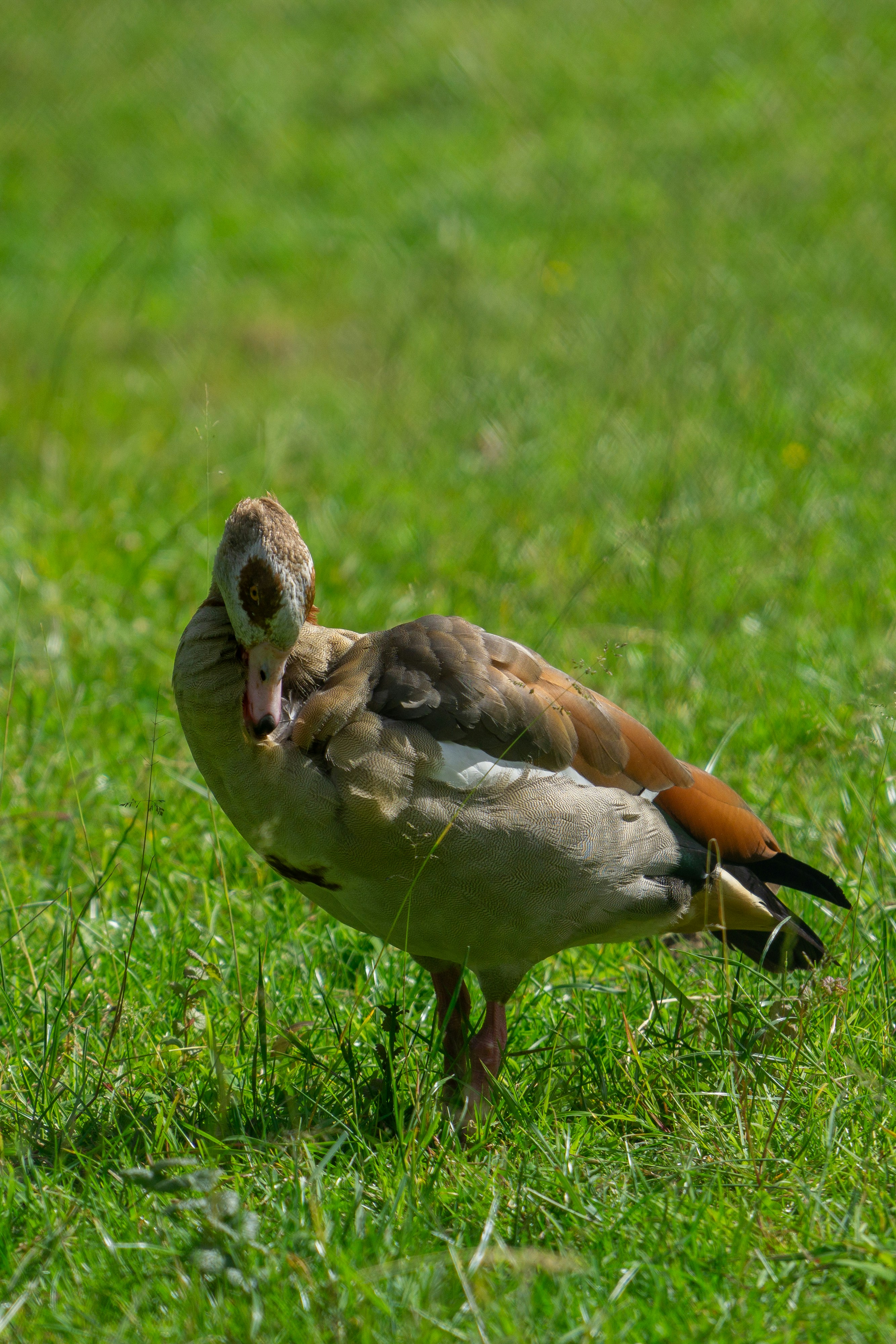 A duck standing in the grass with its mouth open photo – Free Wildpark ...