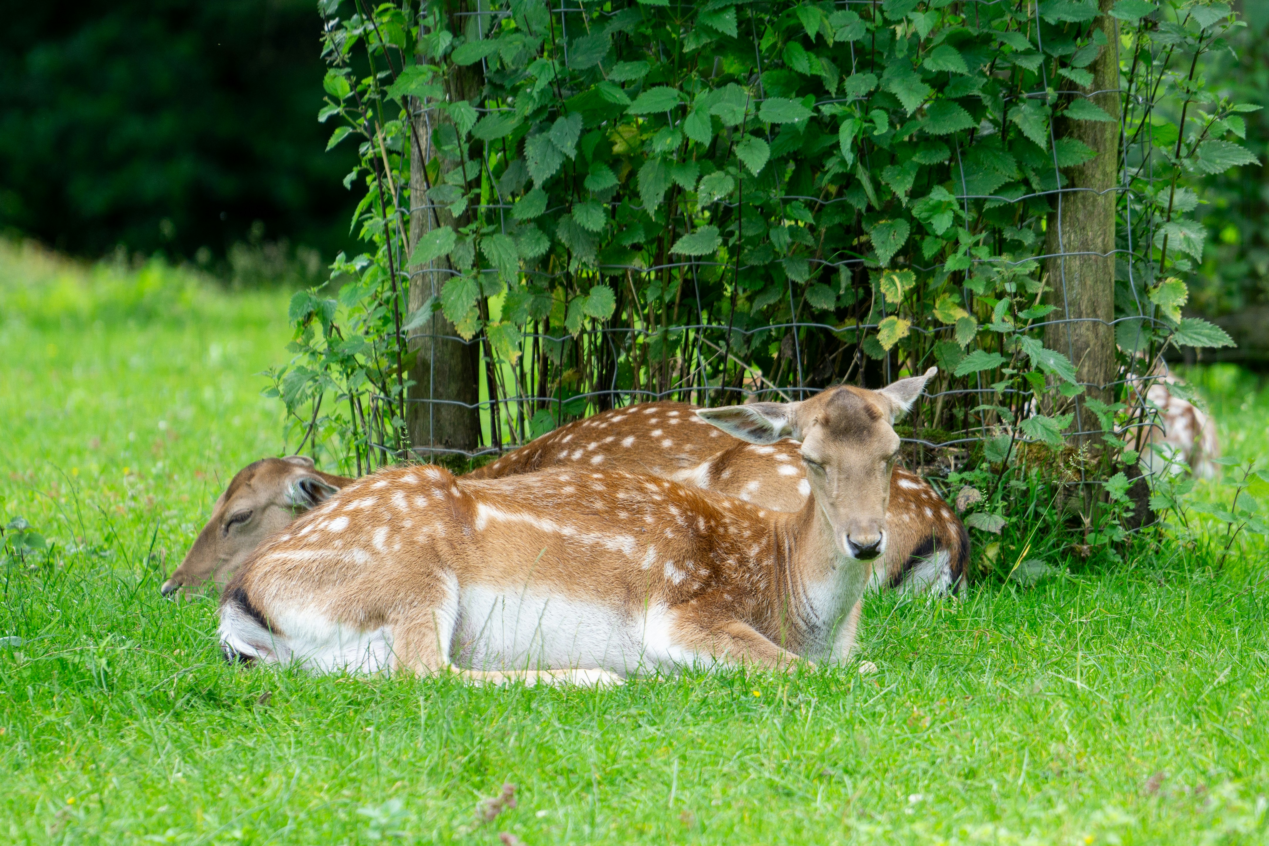 Photo by robertschwarz