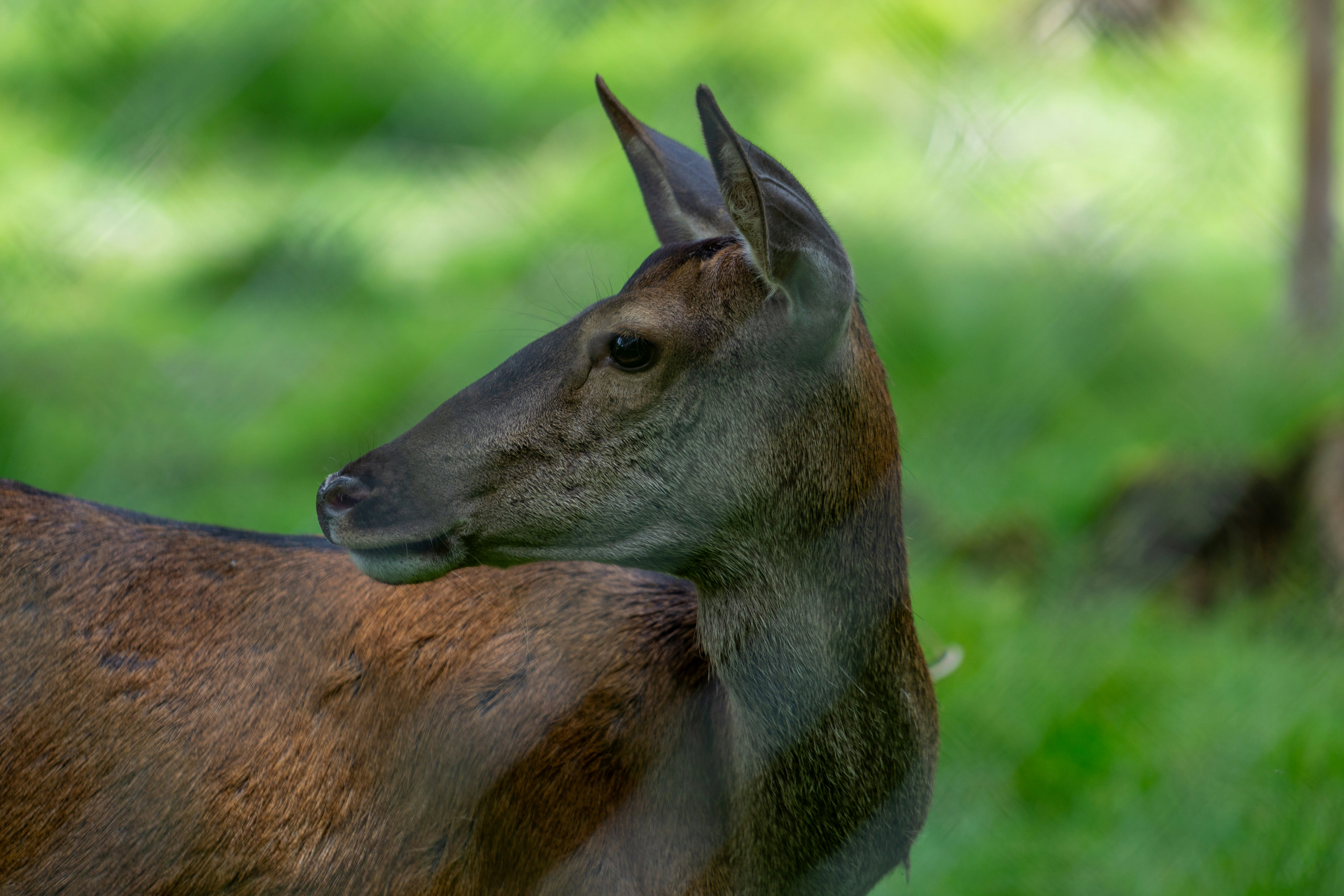 Photo by robertschwarz