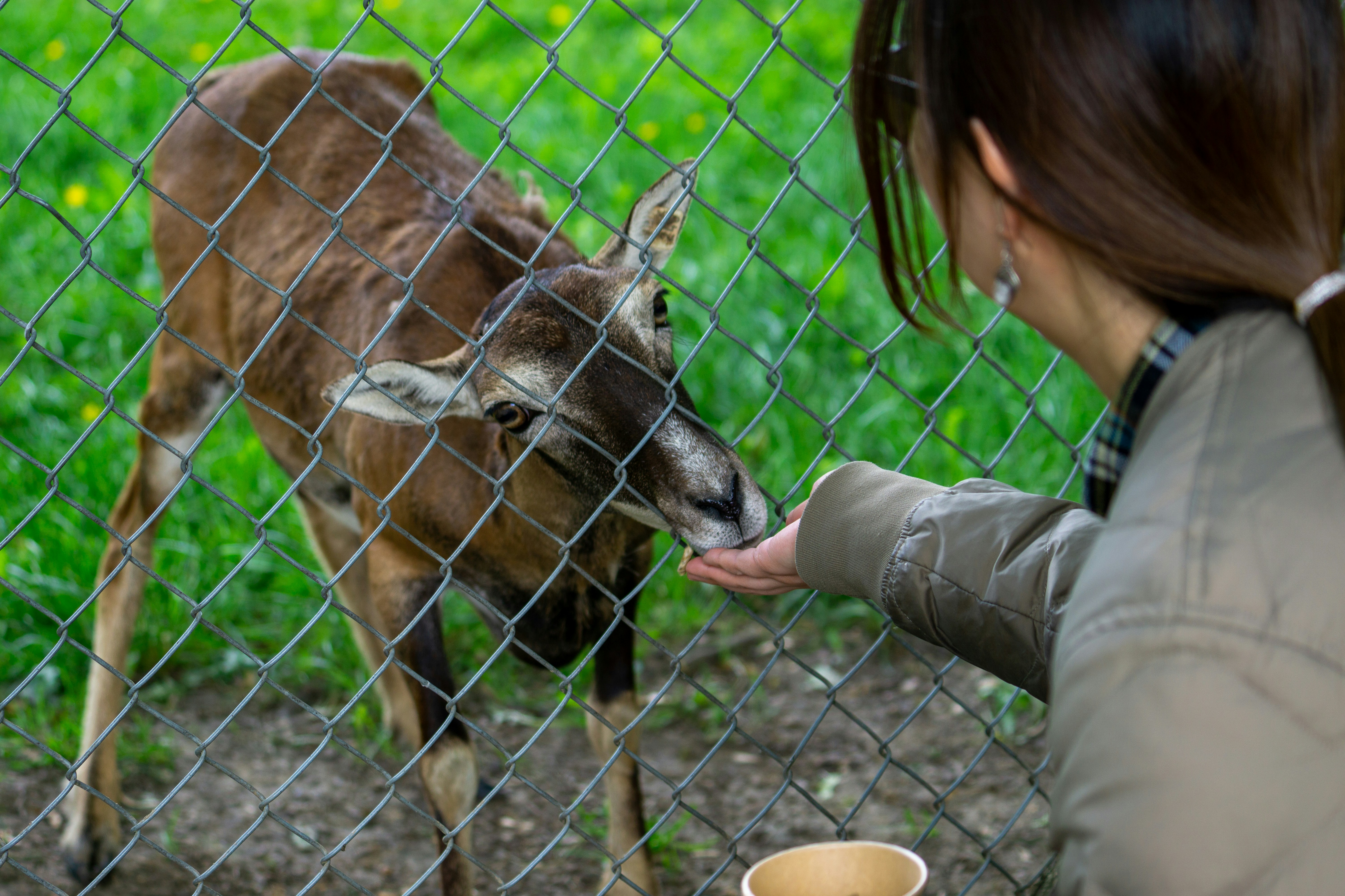 Volunteer feeding baby deer