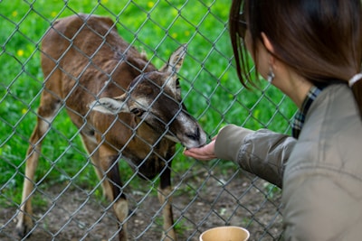 A woman feeding a baby deer through a fence