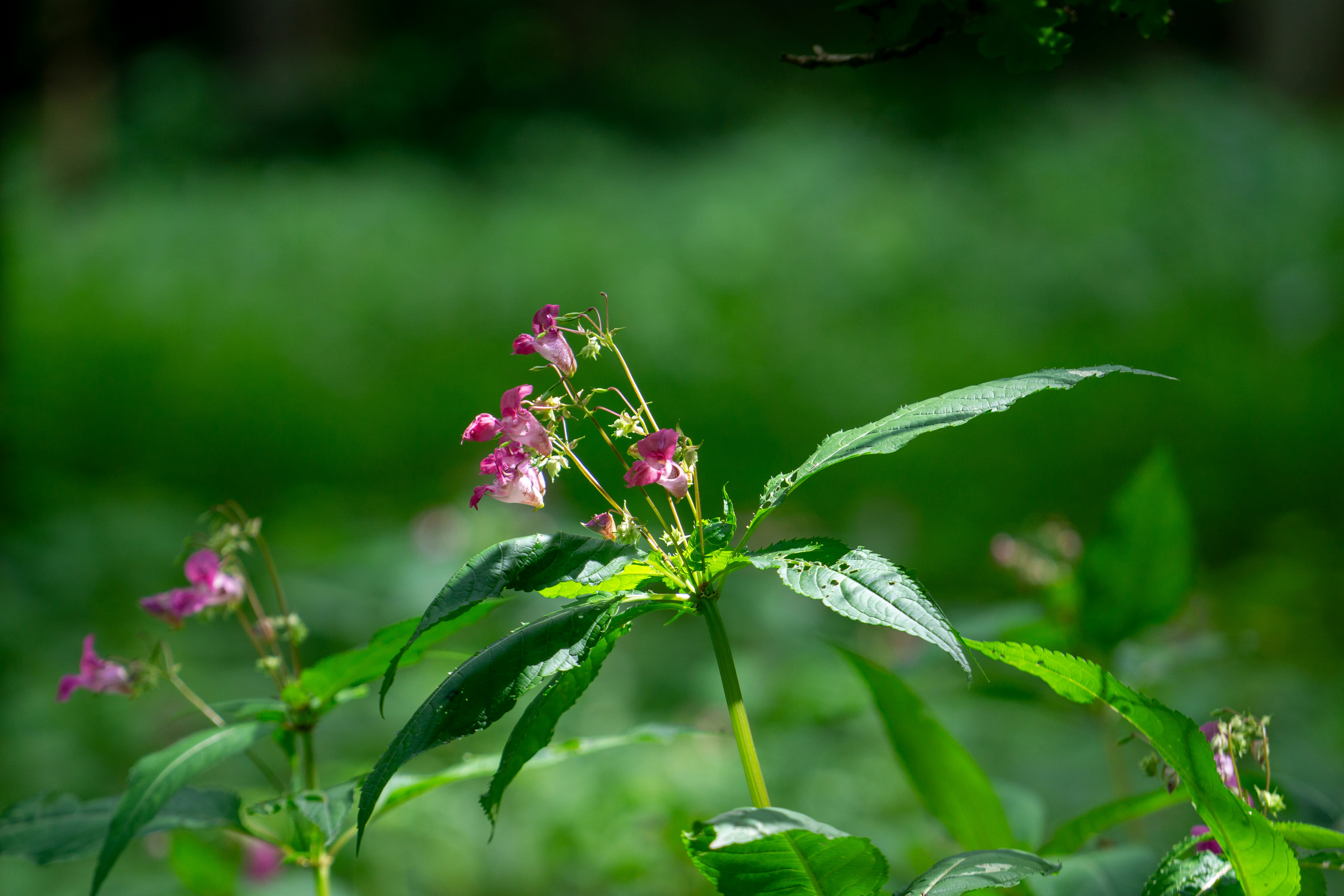 Photo by robertschwarz