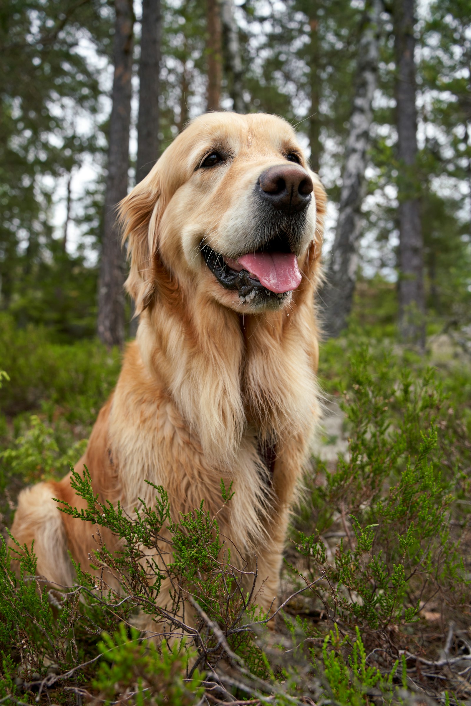 Golden retriever sitting calmly in the woods on a hike