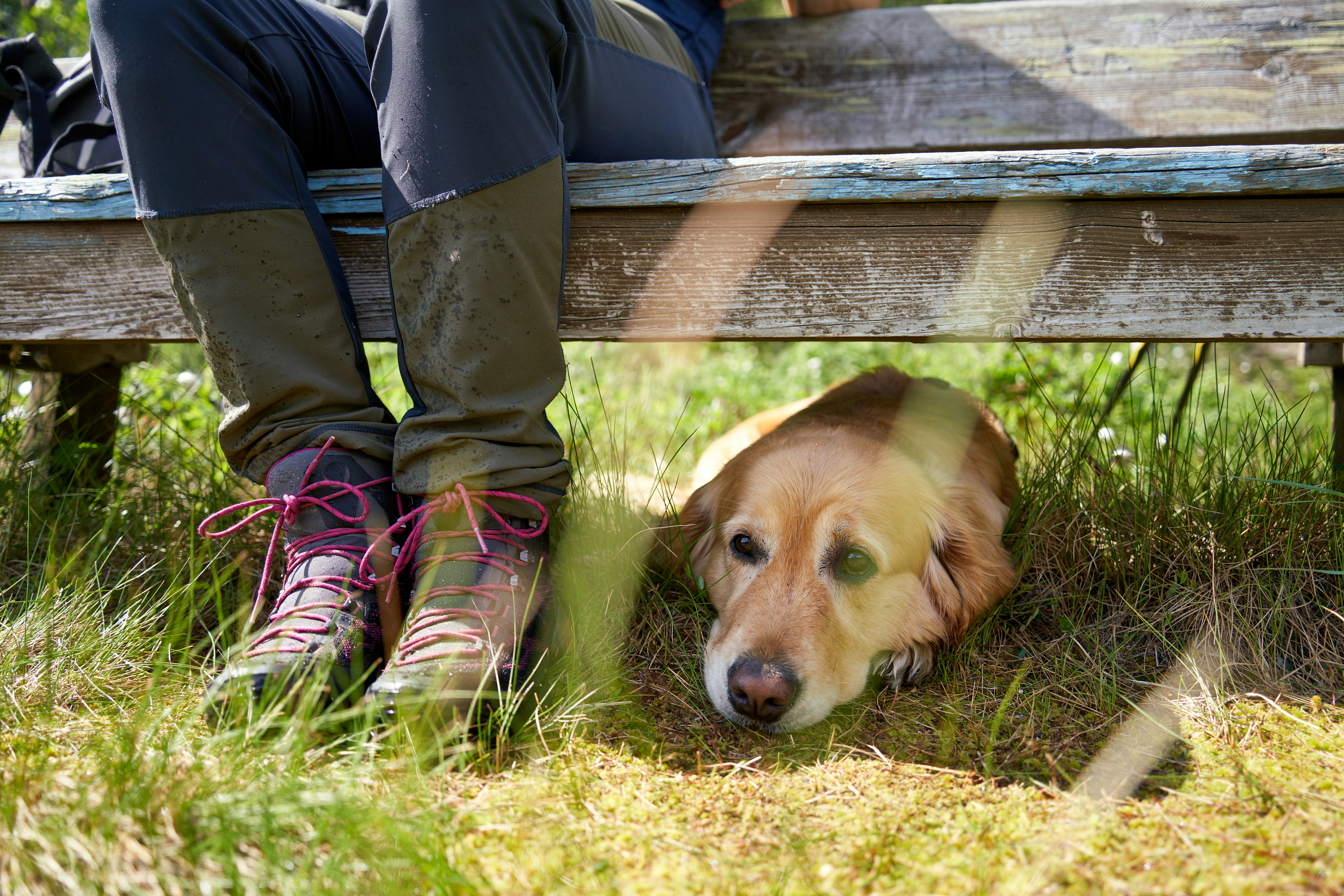 Golden retriever resting after forest adventure