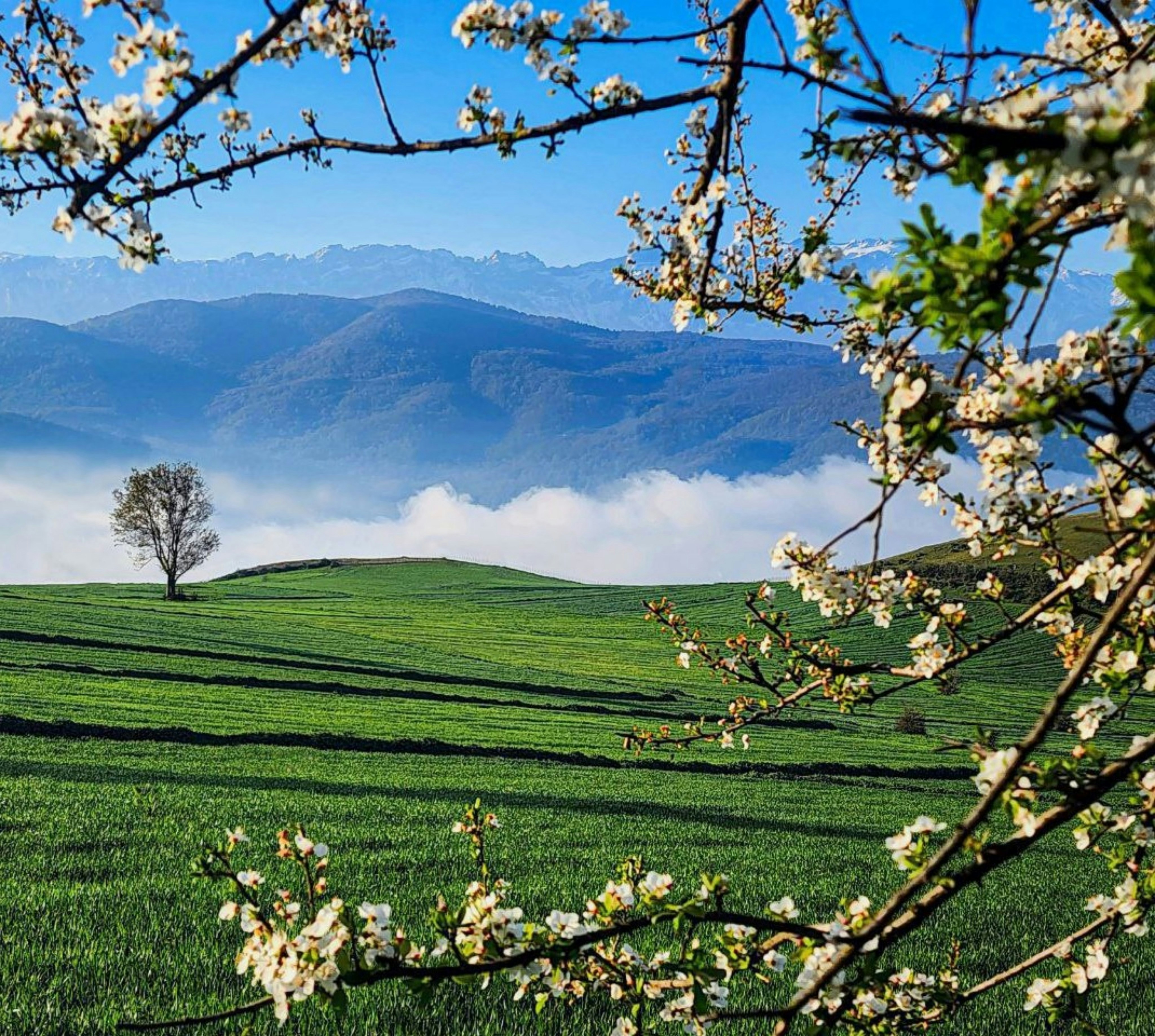 A field with a tree in the middle of it