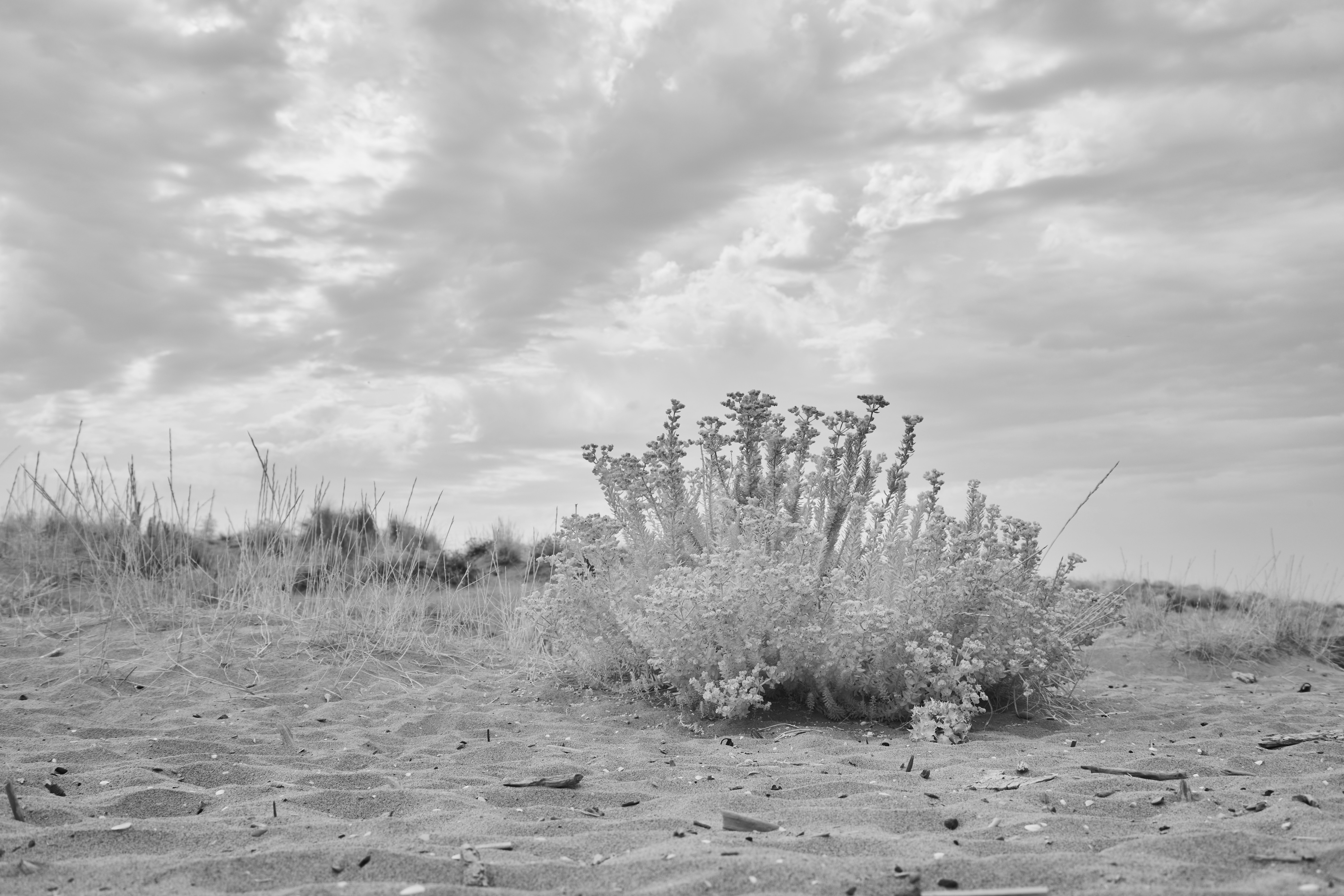 Photo by wolfgang_hasselmann