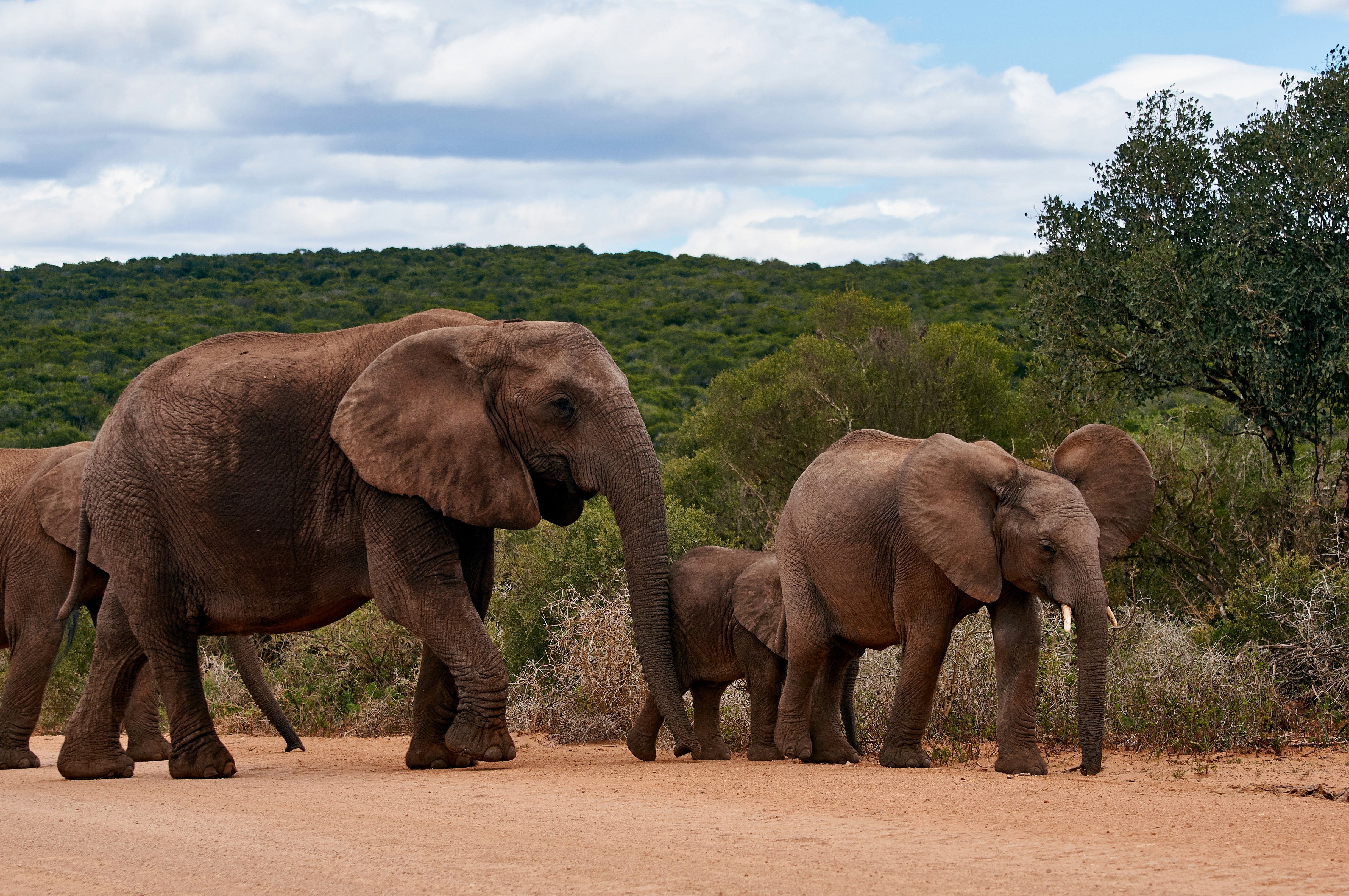 Photo by wolfgang_hasselmann