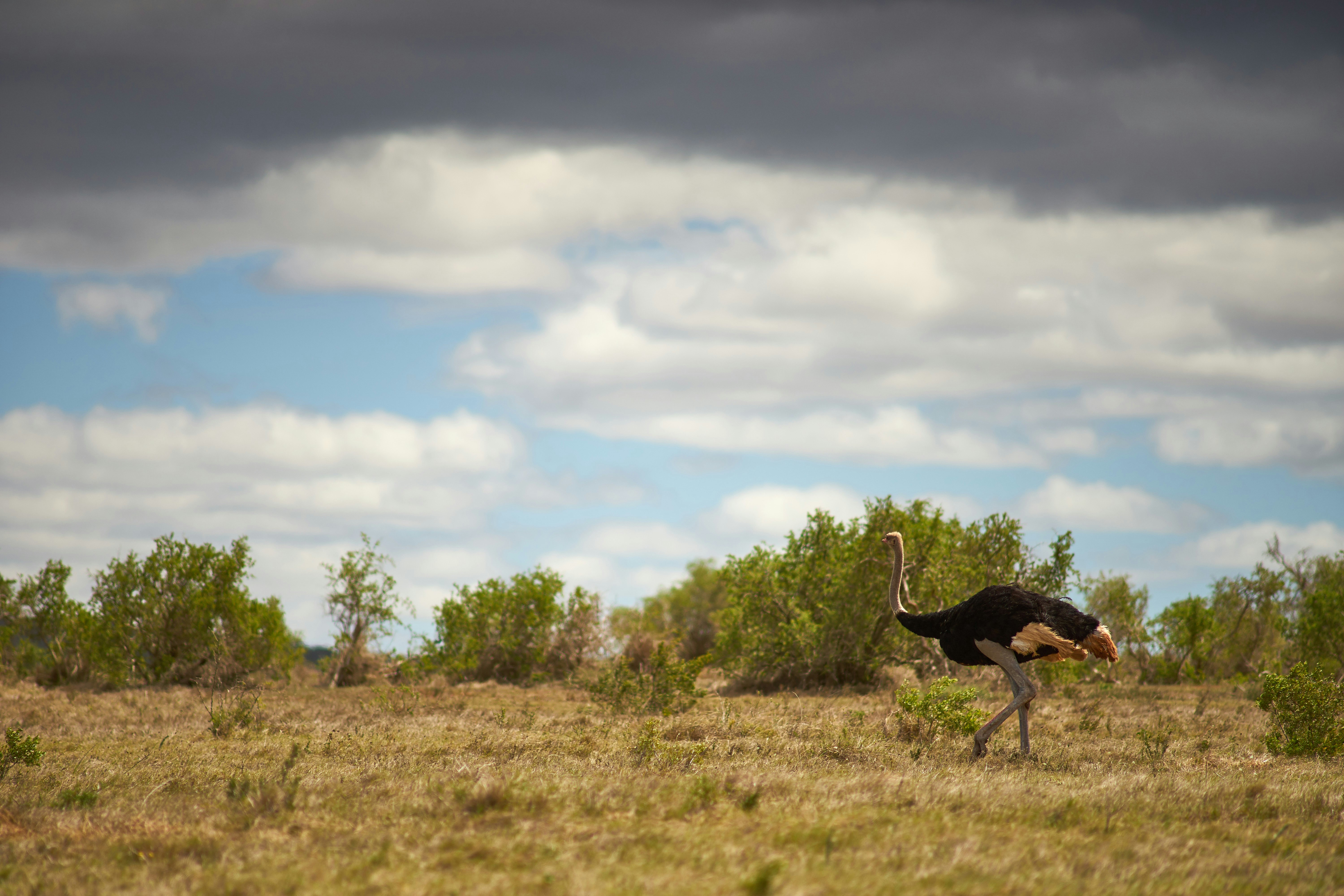 Photo by wolfgang_hasselmann