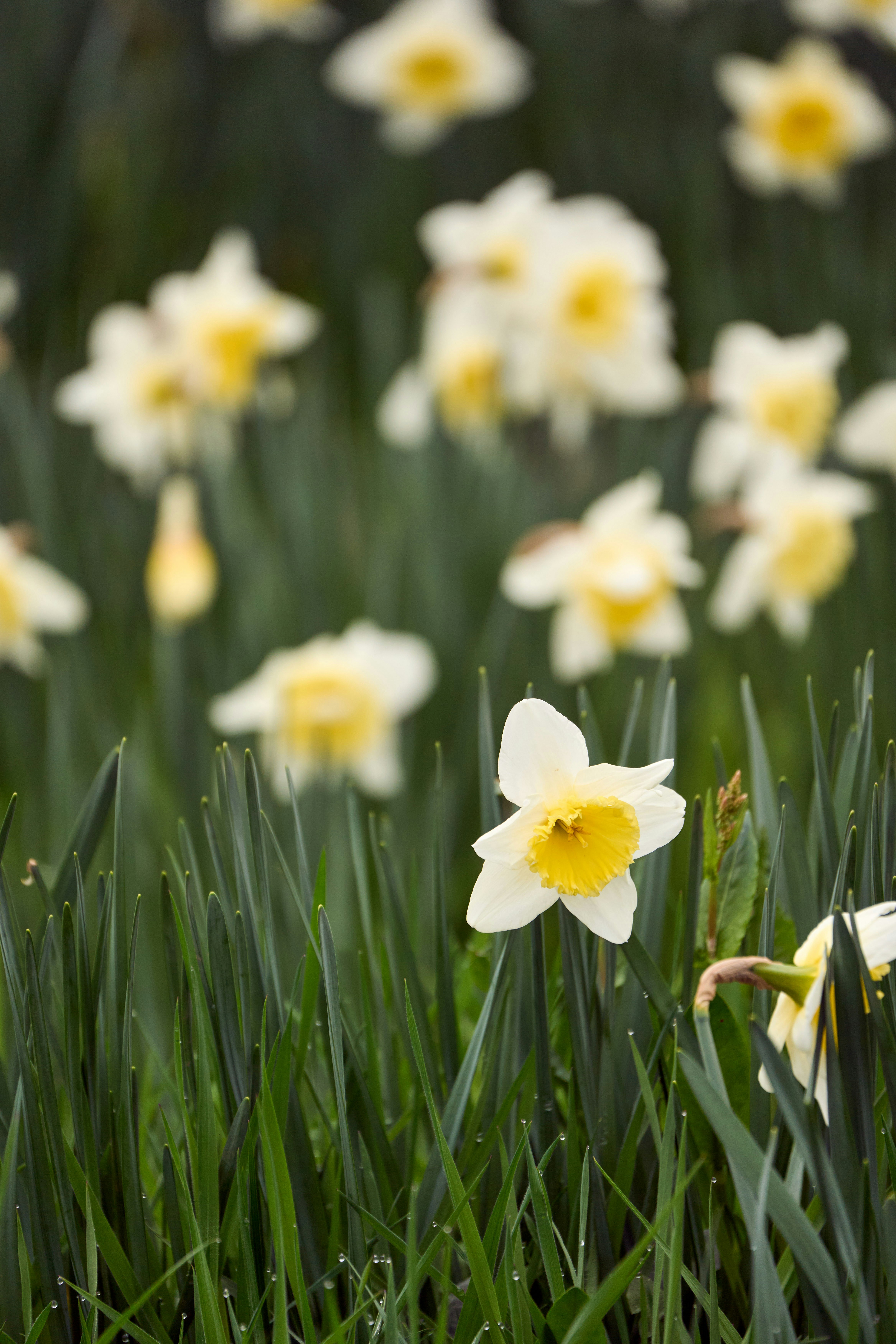 Photo by wolfgang_hasselmann