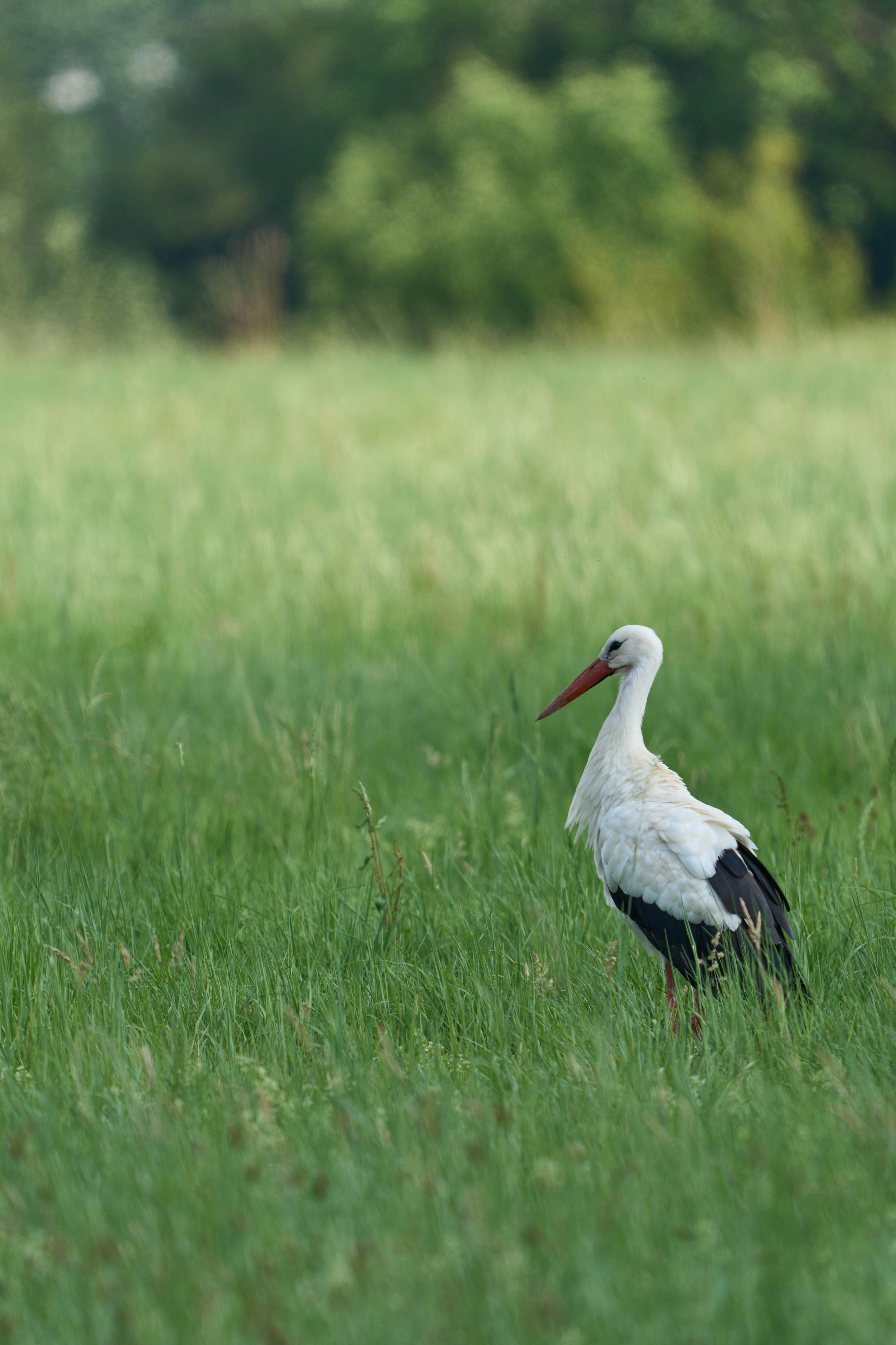 Photo by wolfgang_hasselmann