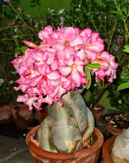 A potted plant with pink flowers in it