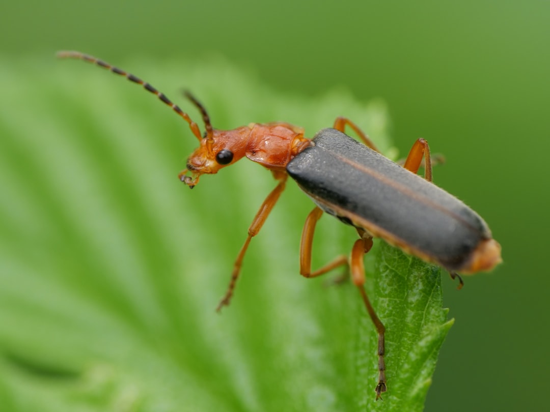 A Silent Disease, a Surprising Discovery: Research Uncovers Chagas Risk in the U.S. featured image
