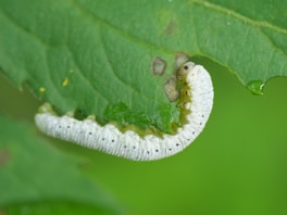 A white caterpillar crawling on a green leaf