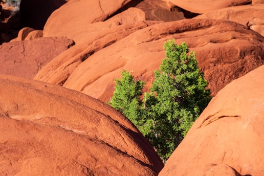a small tree grows in between two large rocks