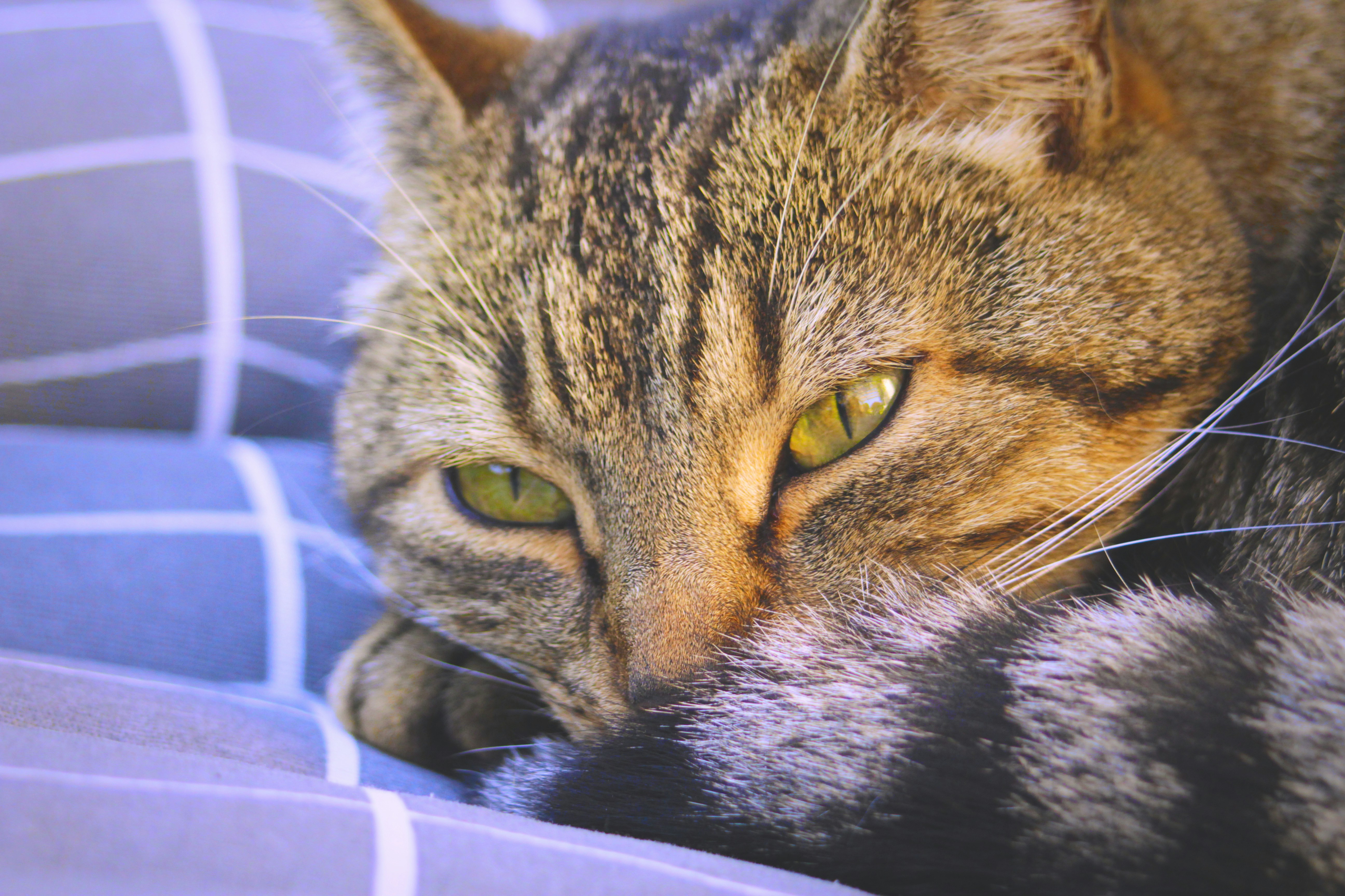 A close up of a cat laying on a bed