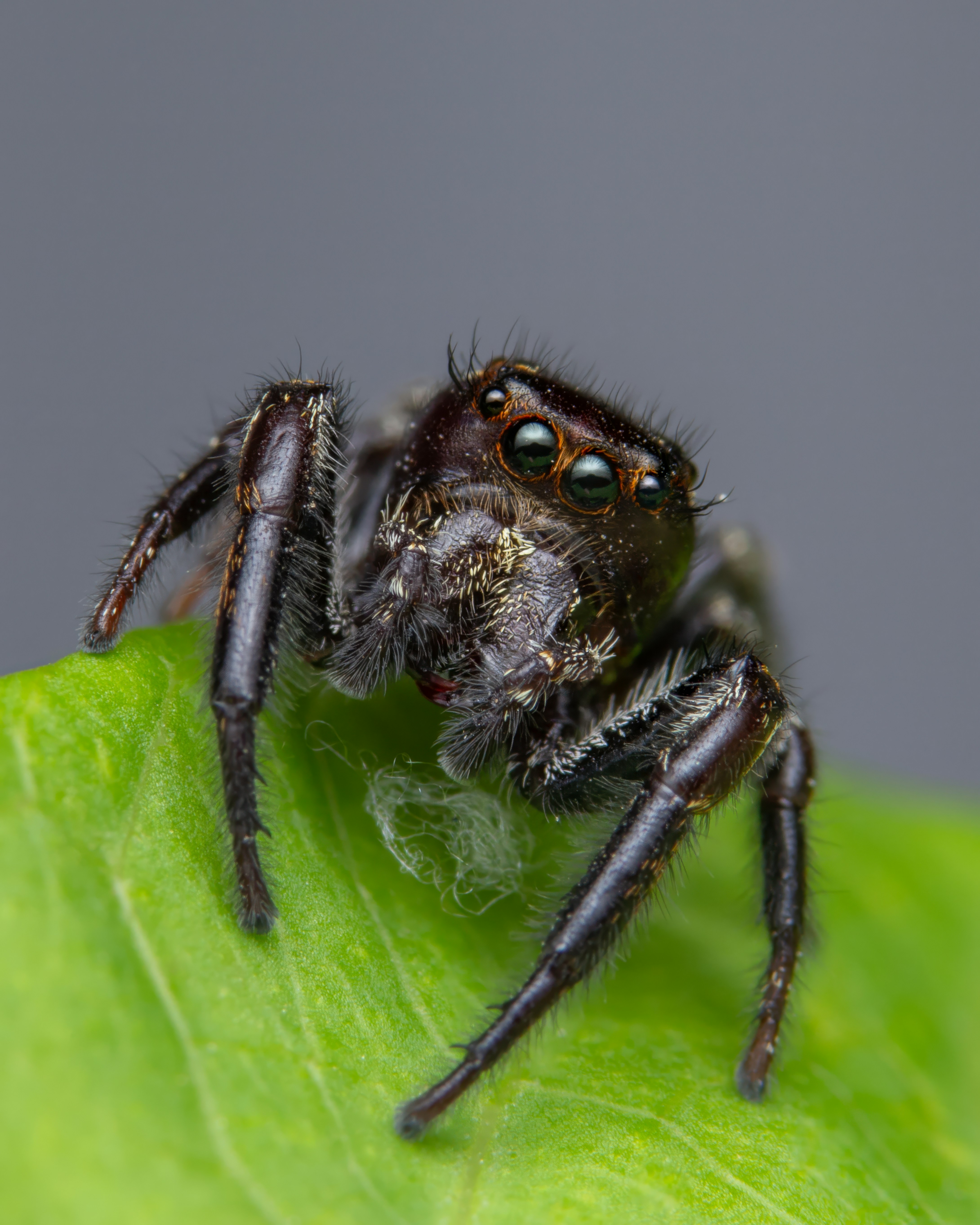 A close up of a spider on a green leaf