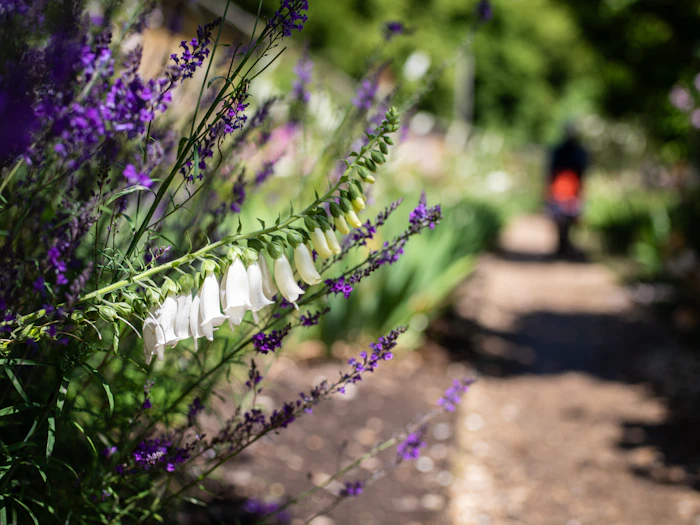 A garden path lined with flowering planting